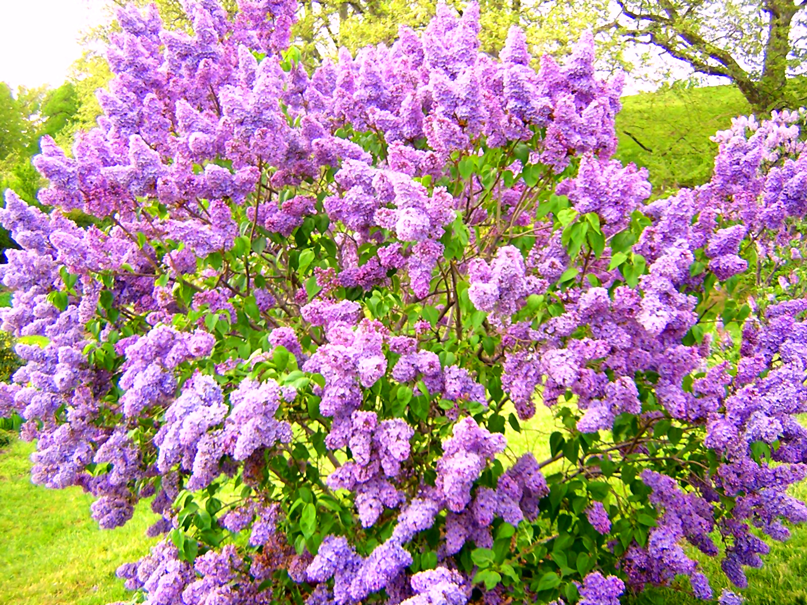 Download mobile wallpaper Flowers, Lilac, Flower, Earth, Purple Flower for free.