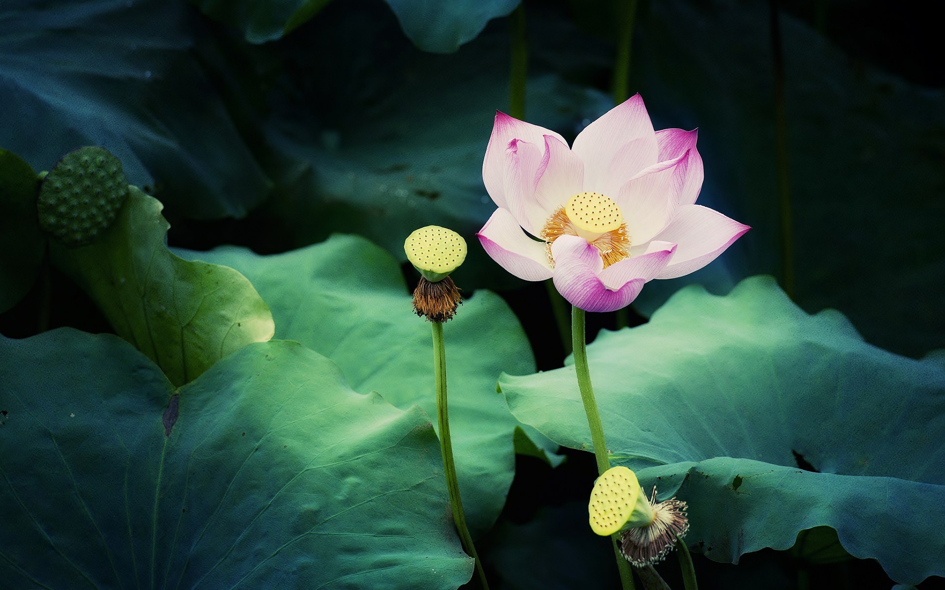 324254 Bild herunterladen lotus, grün, erde/natur, blume, lilie, blumen - Hintergrundbilder und Bildschirmschoner kostenlos