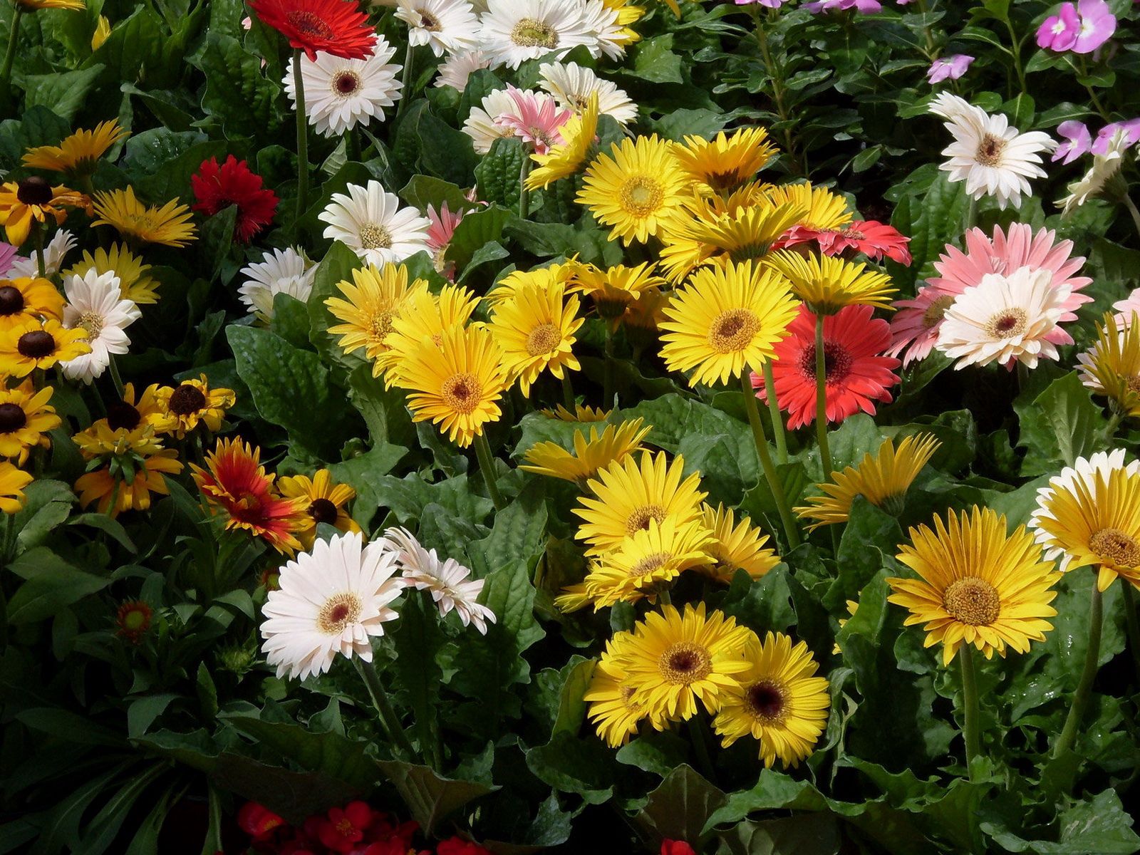 Descarga gratis la imagen Flores, Verduras, Gerberas, Jardín en el escritorio de tu PC