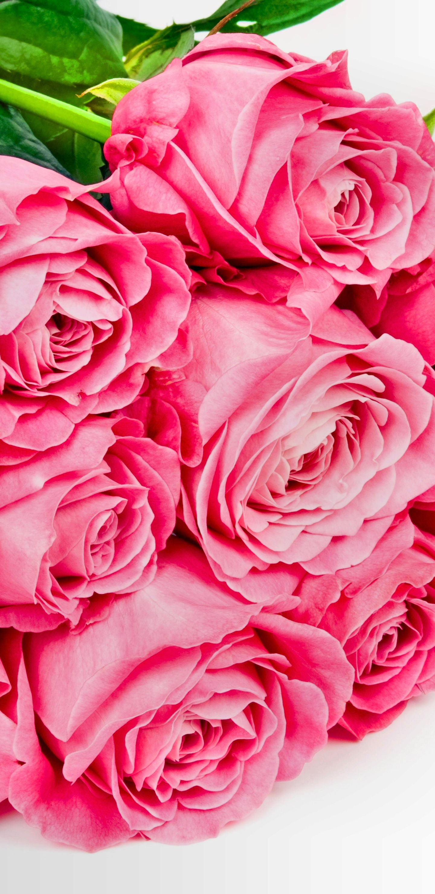 Скачать обои бесплатно Цветок, Роза, Лист, Листва, День Святого Валентина, Земля/природа, Розовая Роза, Флауэрсы картинка на рабочий стол ПК
