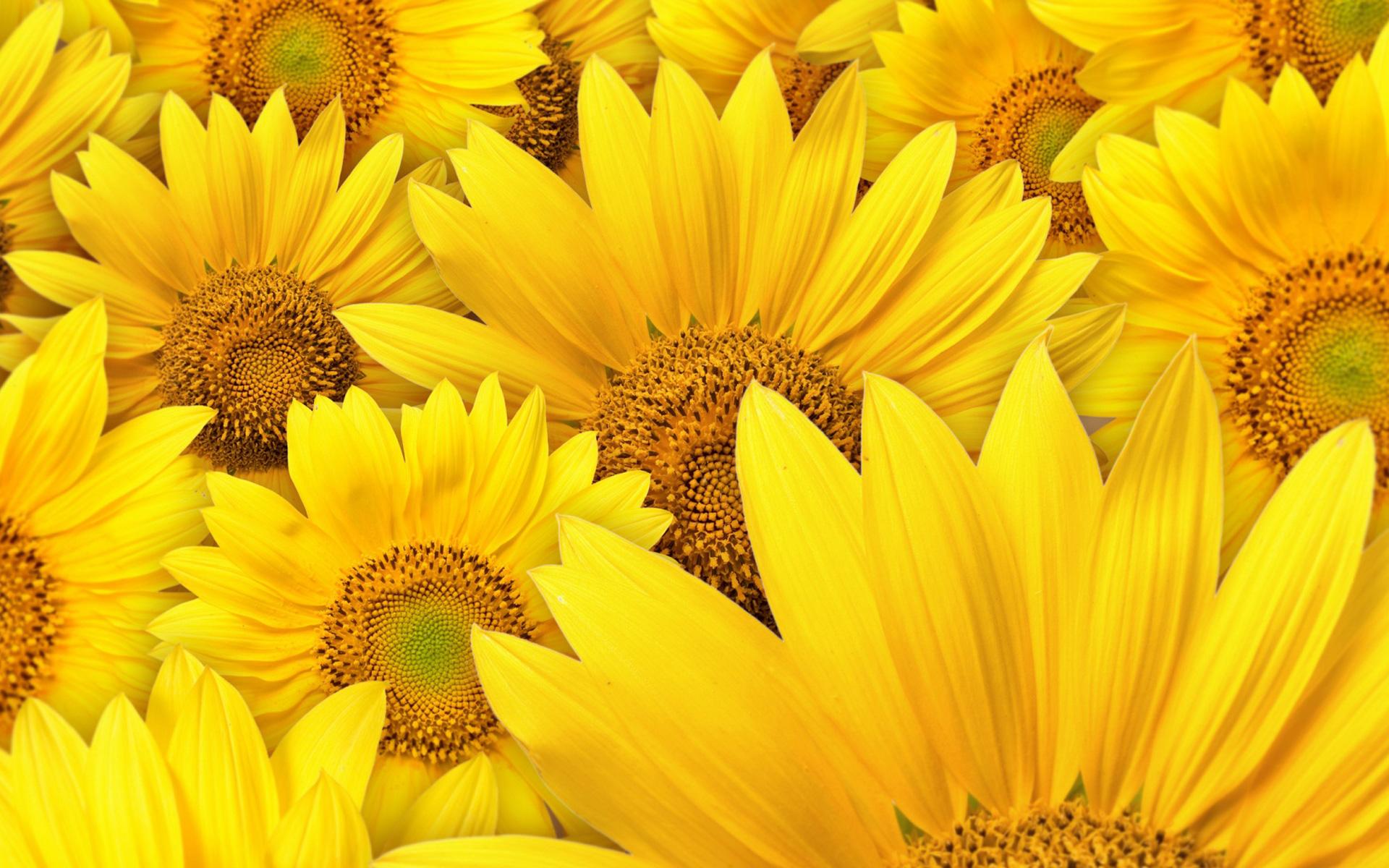 Descarga gratuita de fondo de pantalla para móvil de Flor, Girasol, Tierra/naturaleza.