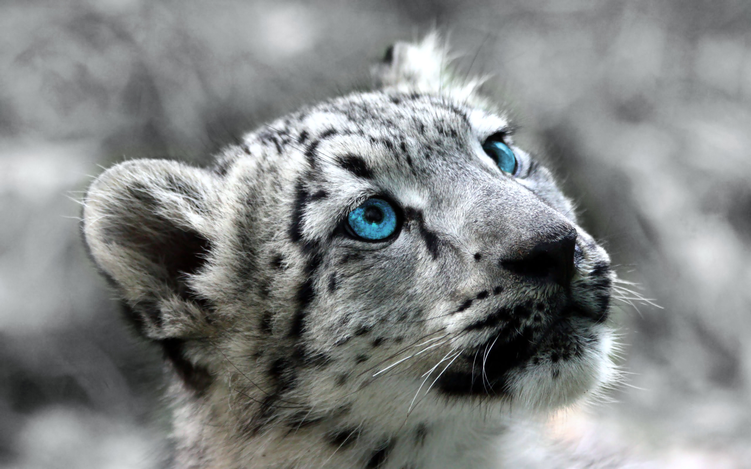 302682 télécharger l'image chats, animaux, léopard des neiges - fonds d'écran et économiseurs d'écran gratuits