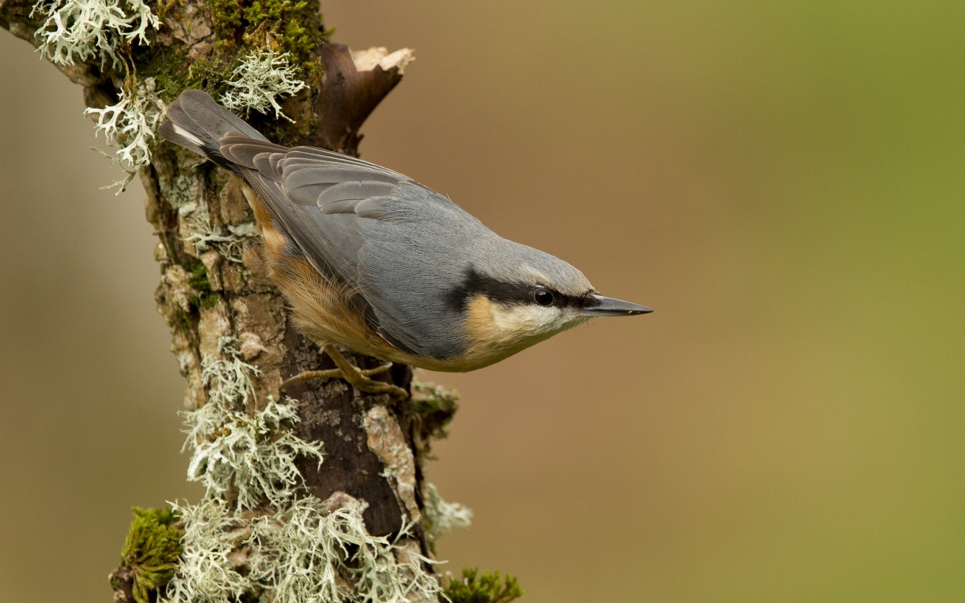 Baixe gratuitamente a imagem Pássaro, Aves, Animais na área de trabalho do seu PC