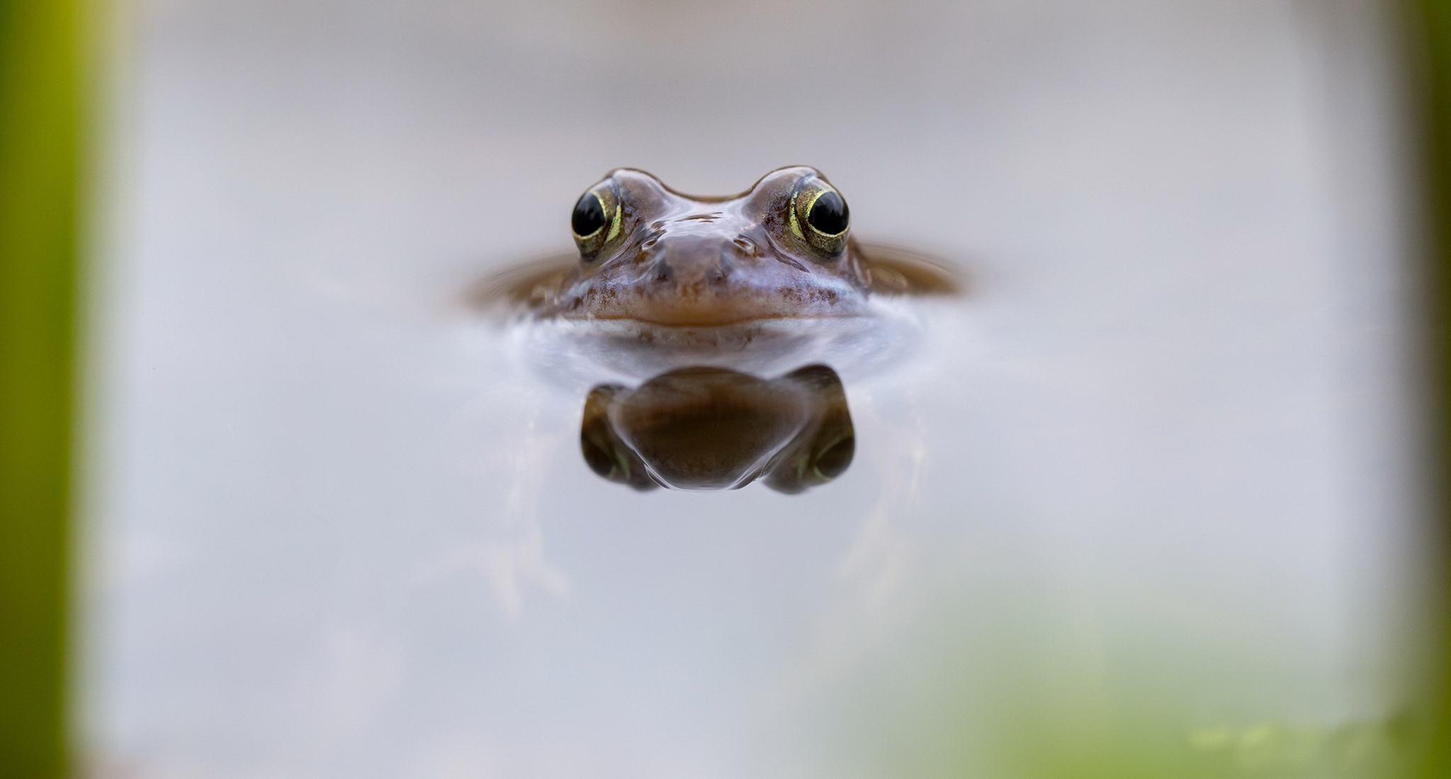 Free download wallpaper Frogs, Reflection, Animal, Frog, Amphibian on your PC desktop