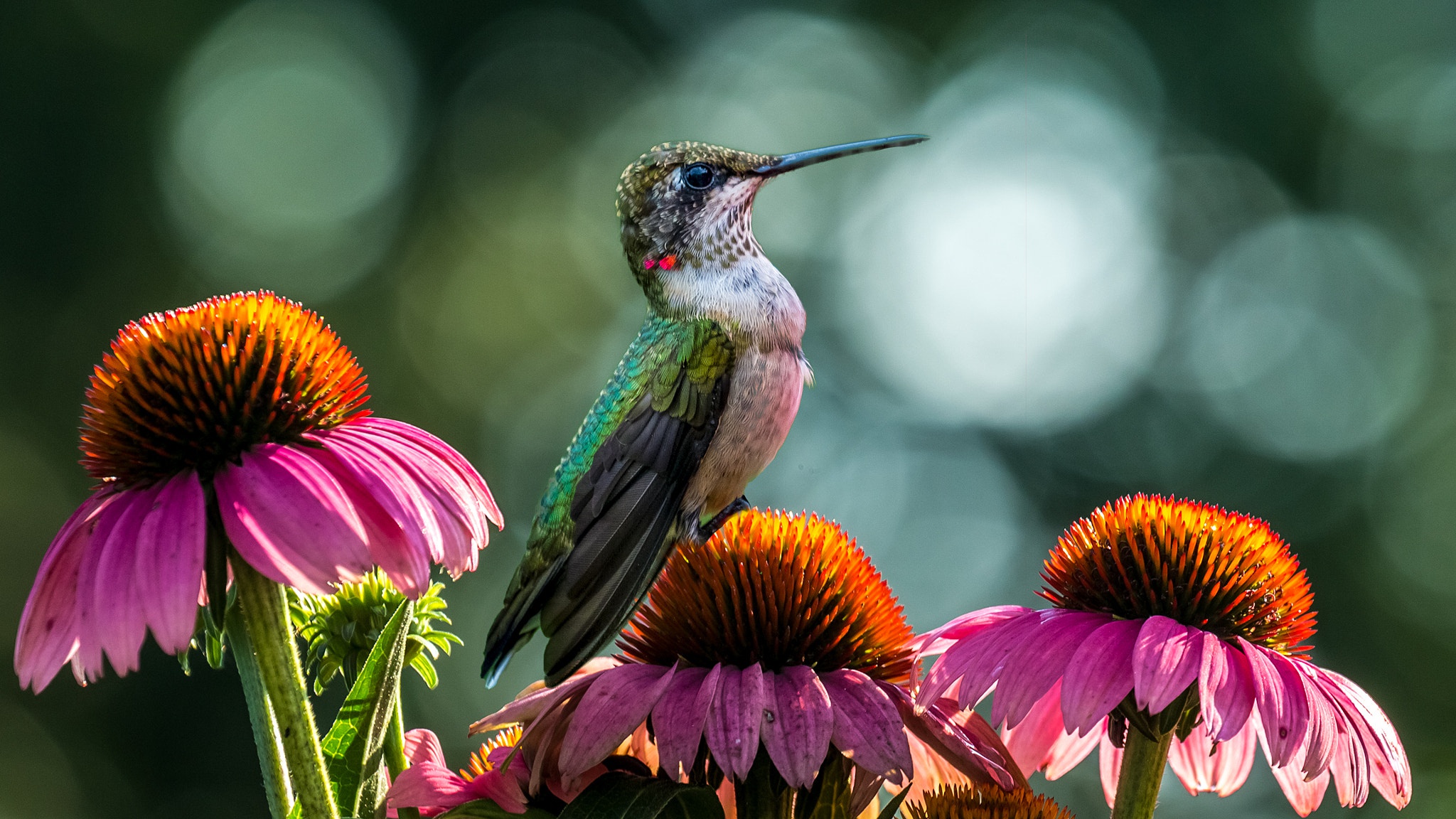 無料モバイル壁紙動物, 鳥, 花, 閉じる, ハチドリをダウンロードします。