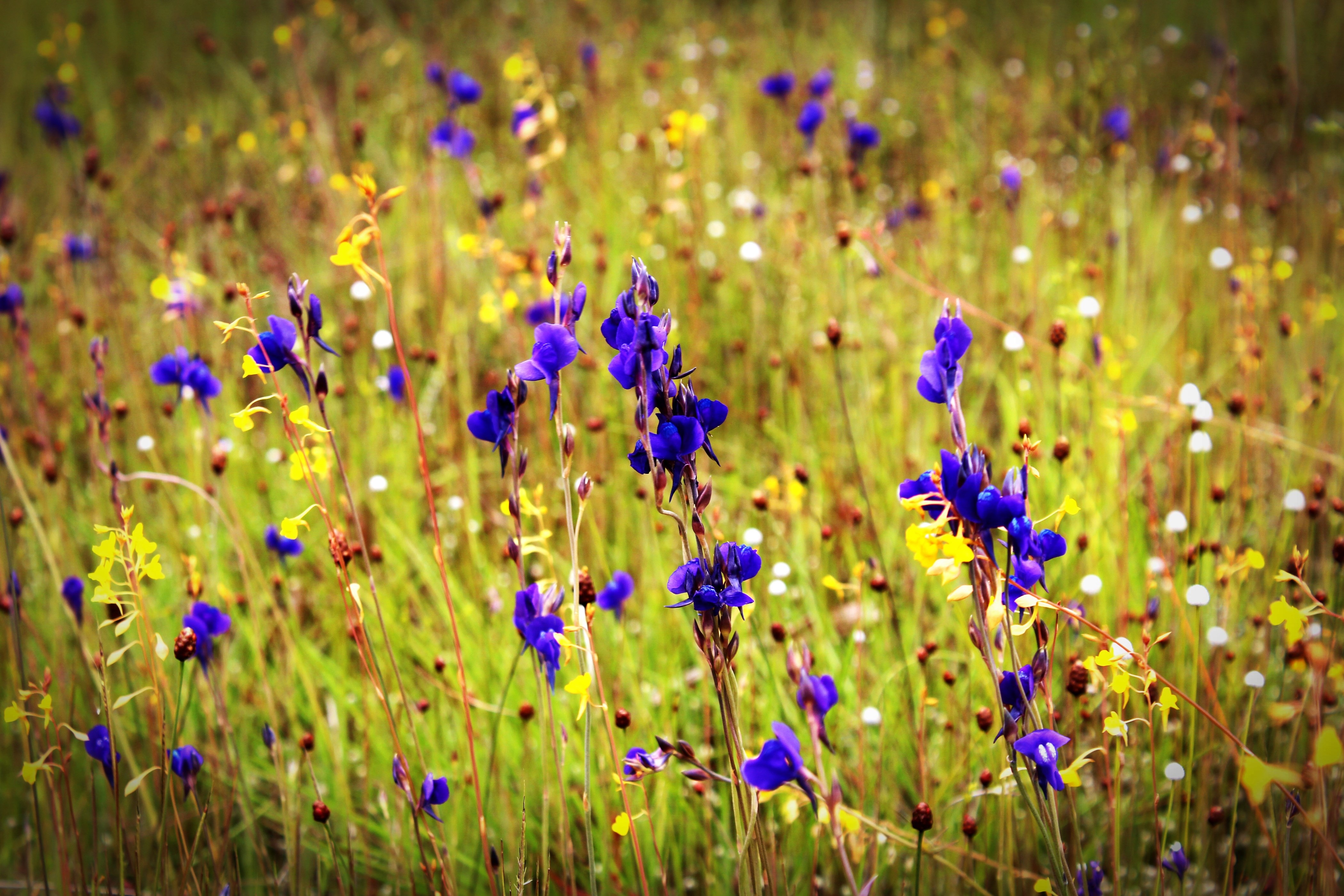 Baixar papel de parede para celular de Natureza, Flores, Flor, Flor Roxa, Terra/natureza gratuito.