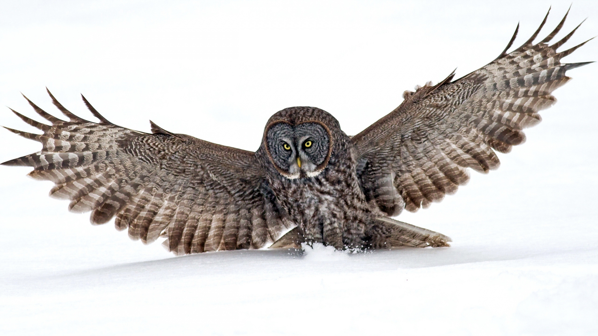 Download mobile wallpaper Animal, Great Grey Owl for free.