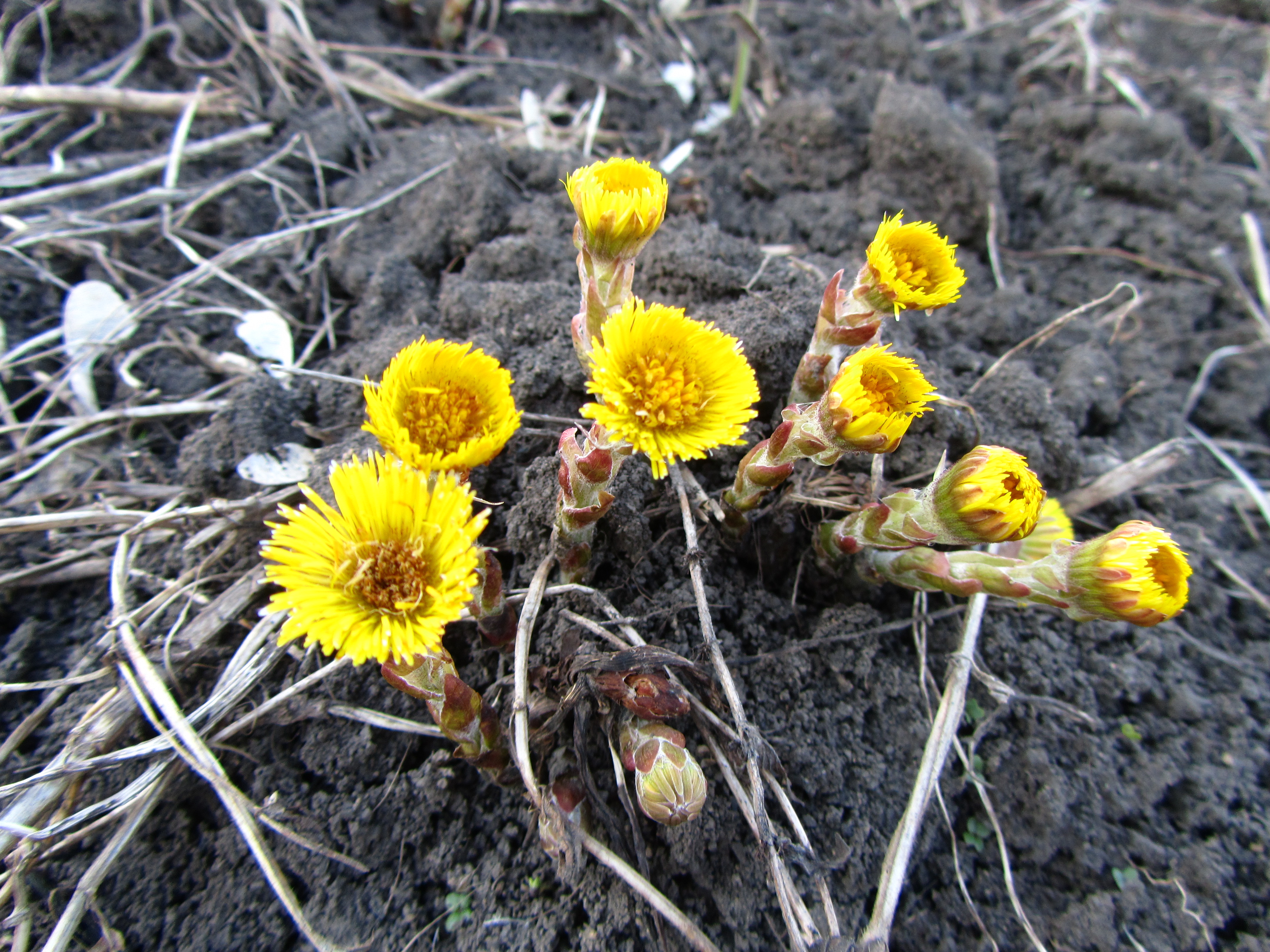 Descarga gratis la imagen Flor, Tierra/naturaleza en el escritorio de tu PC