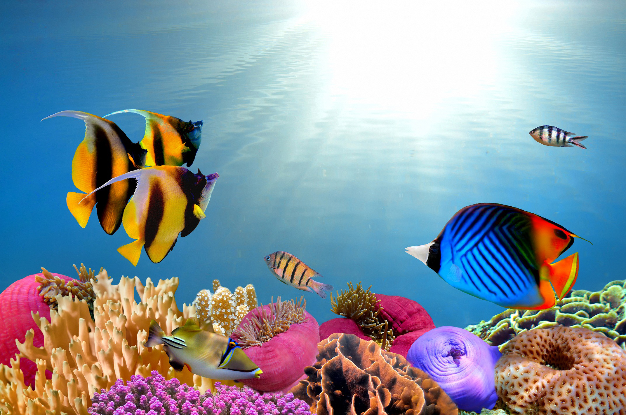382414 скачать обои кораллы, растение, тропическая рыба, животные, рыбы, подводный - заставки и картинки бесплатно