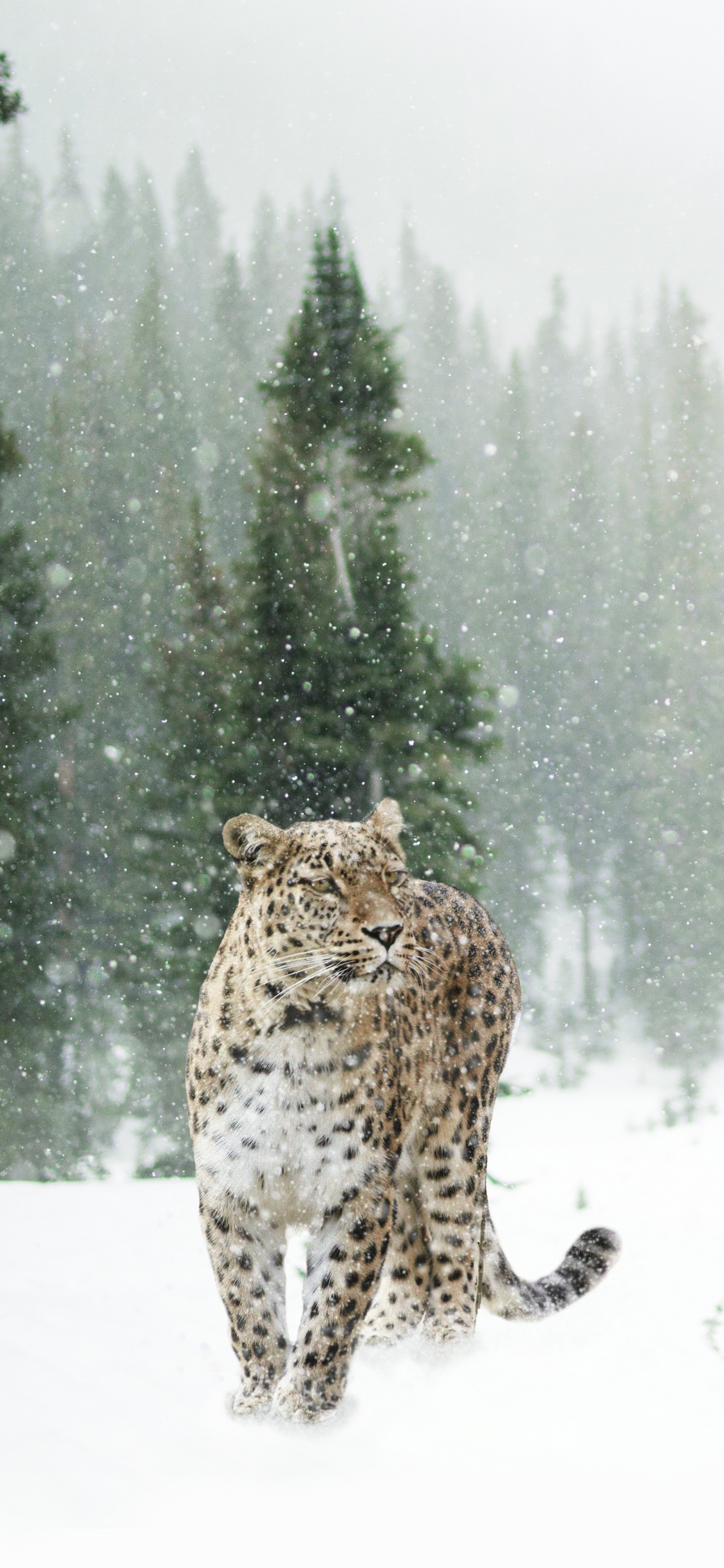 Скачать картинку Животные, Зима, Леопард, Снегопад, Кошки в телефон бесплатно.