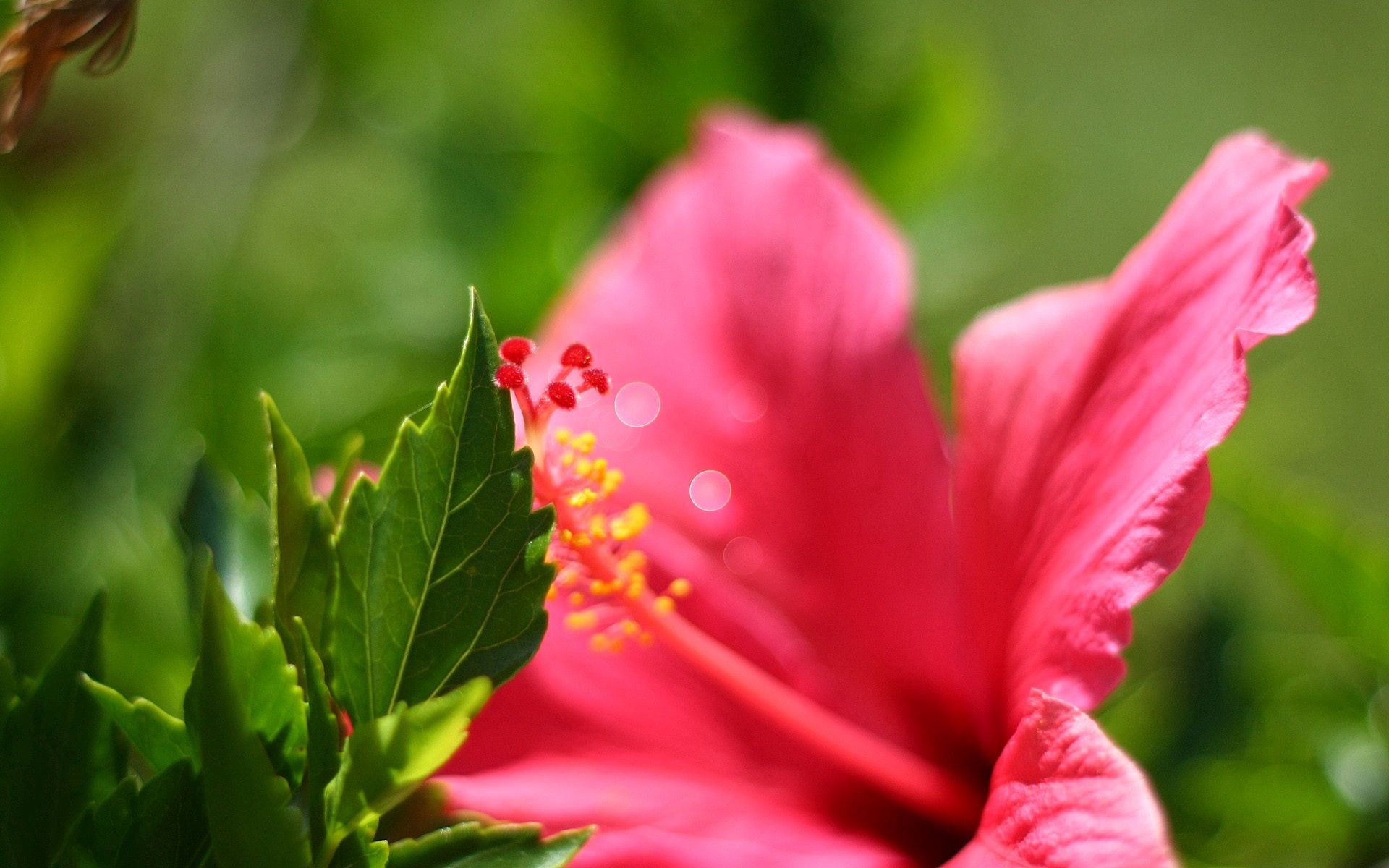 Laden Sie das Makro, Blütenblätter, Blume-Bild kostenlos auf Ihren PC-Desktop herunter