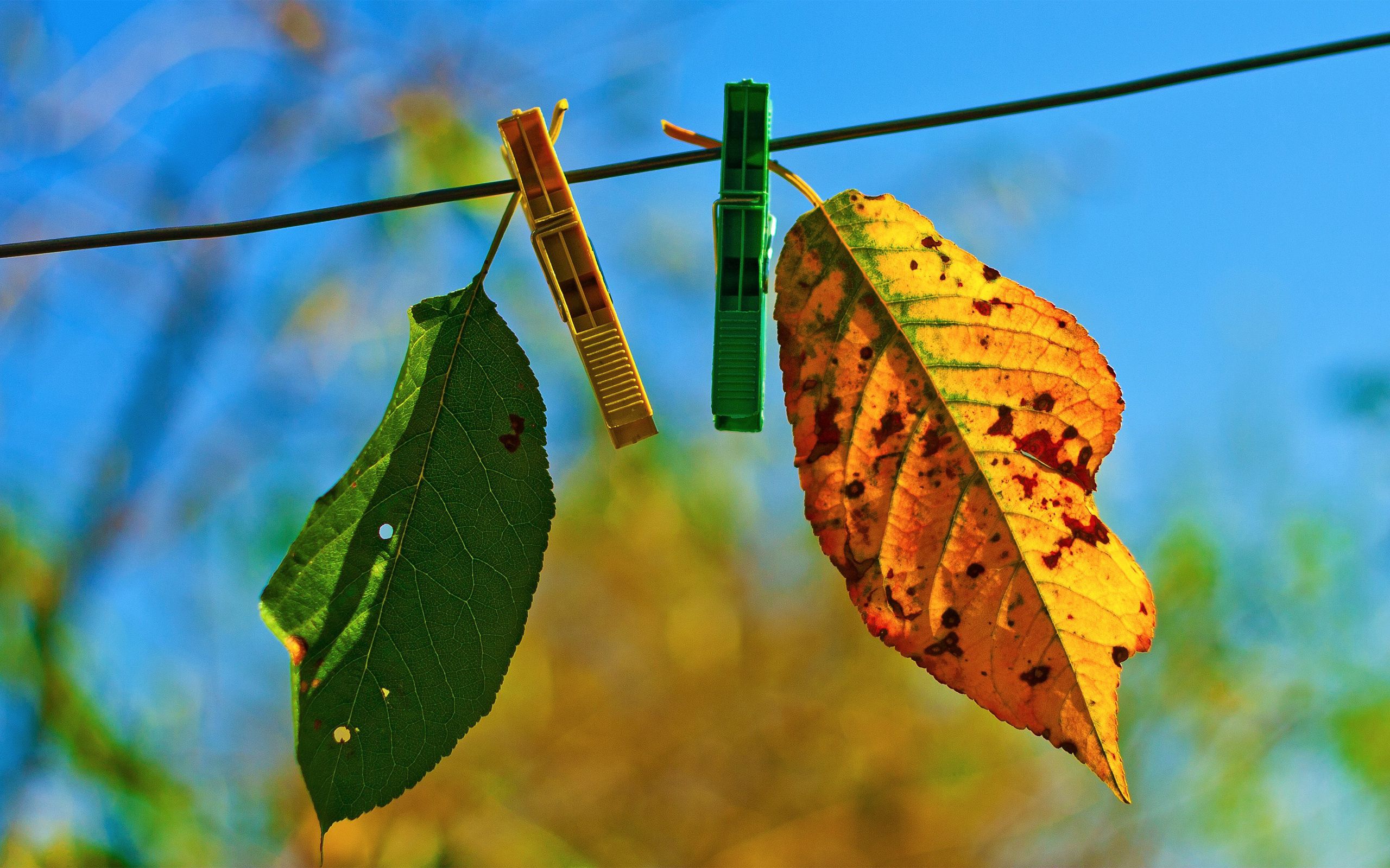 sky, autumn, leaves, macro, clothespins, rope, hang