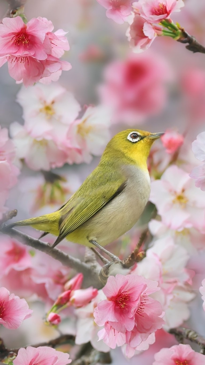 spring, animal, white eye, branch, flower, bird, blossom, pink flower, birds