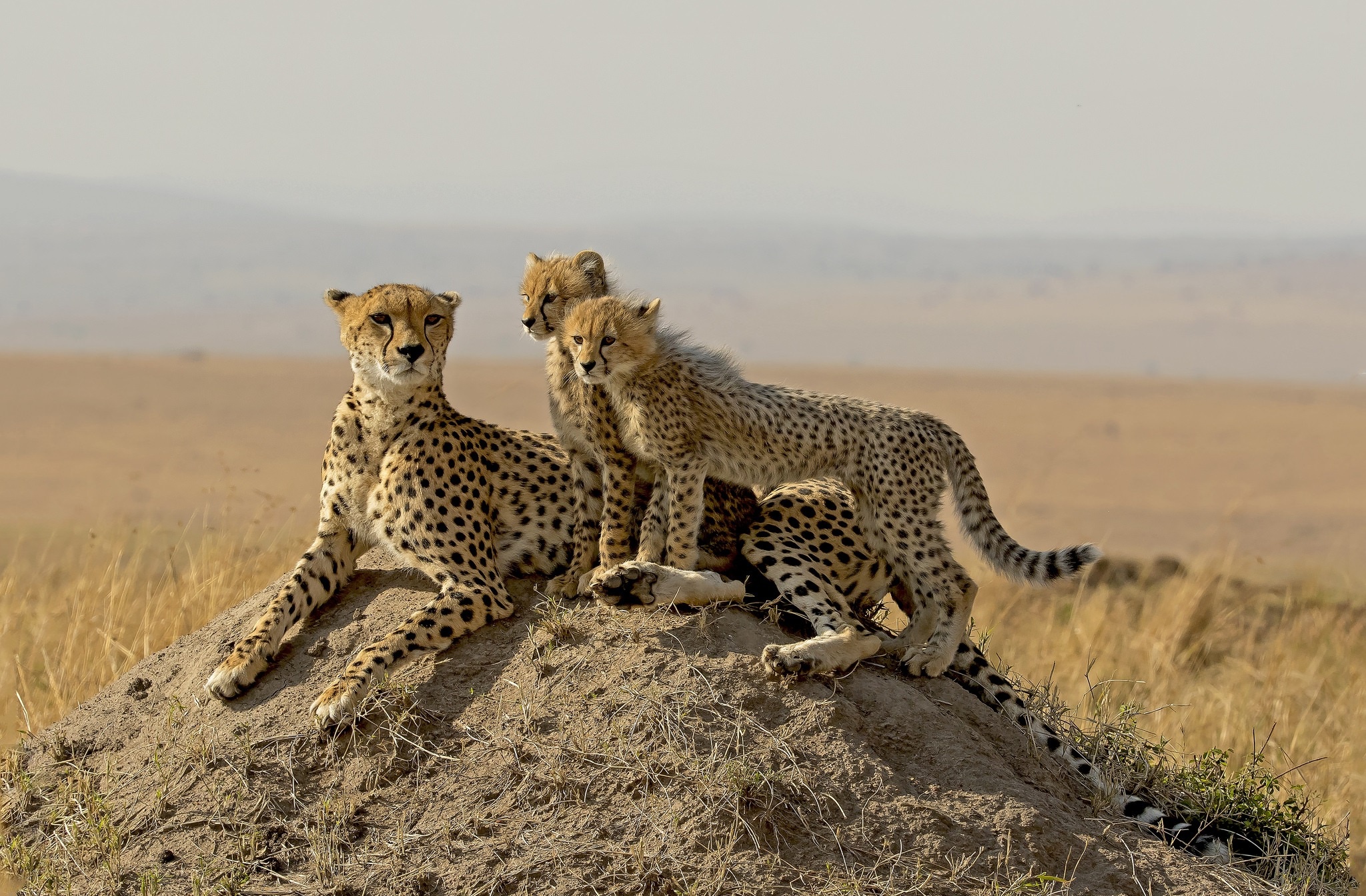 Free download wallpaper Cats, Cheetah, Animal, Baby Animal, Cub on your PC desktop