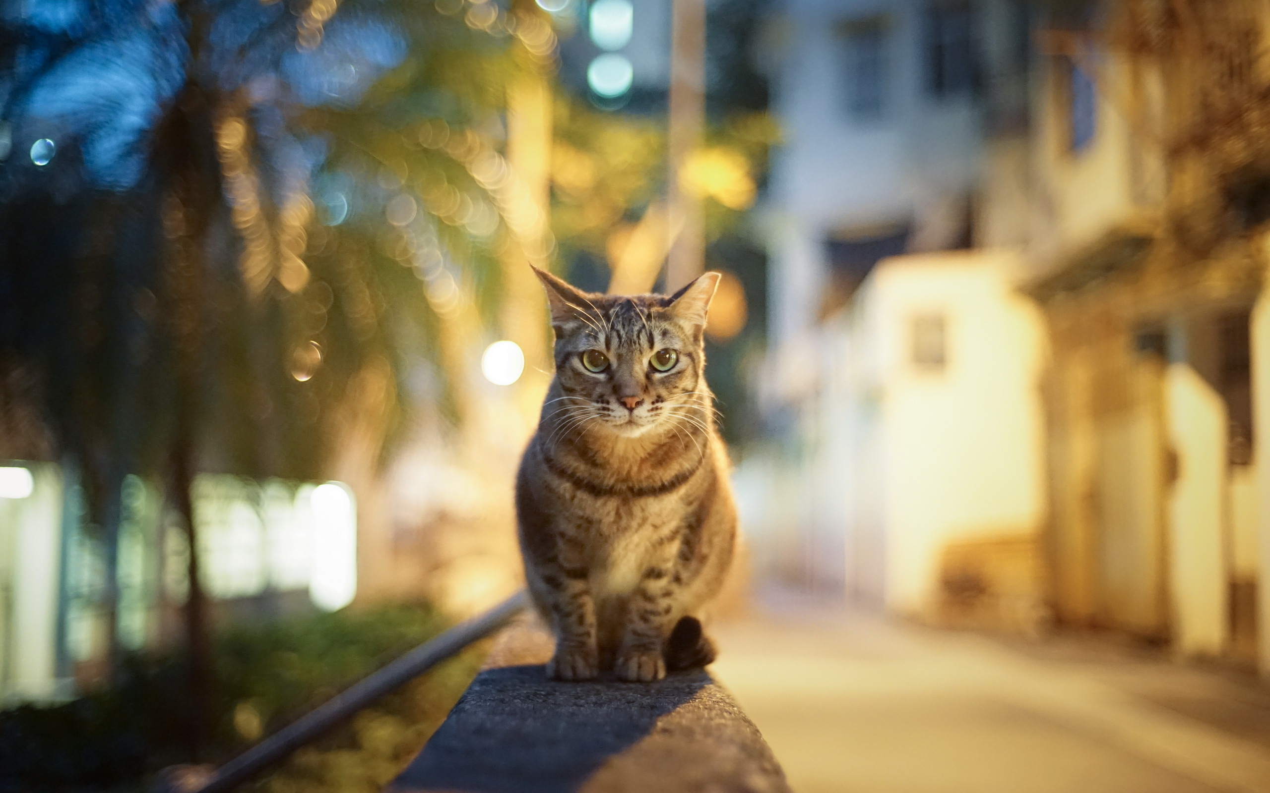 PCデスクトップに動物, ネコ, 猫画像を無料でダウンロード