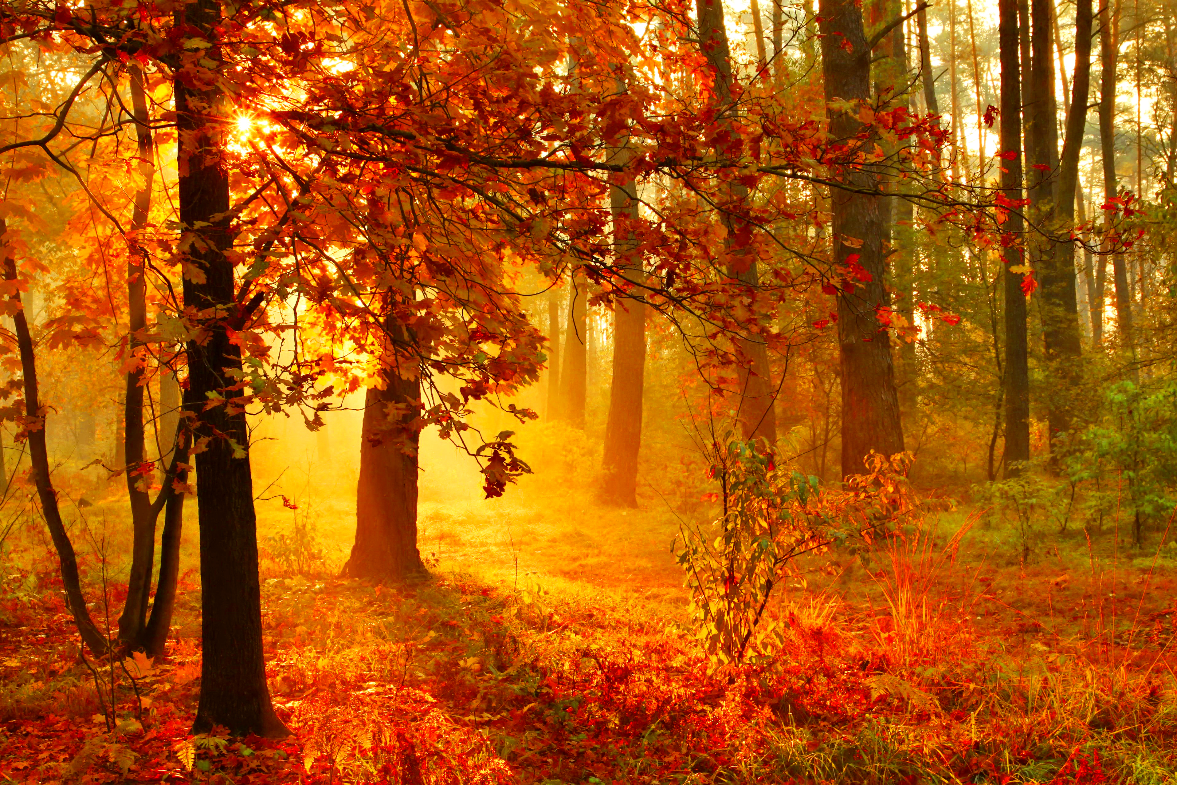 Скачать картинку Закат, Осень, Солнце, Лес, Дерево, Туман, Солнечный Свет, Земля/природа в телефон бесплатно.