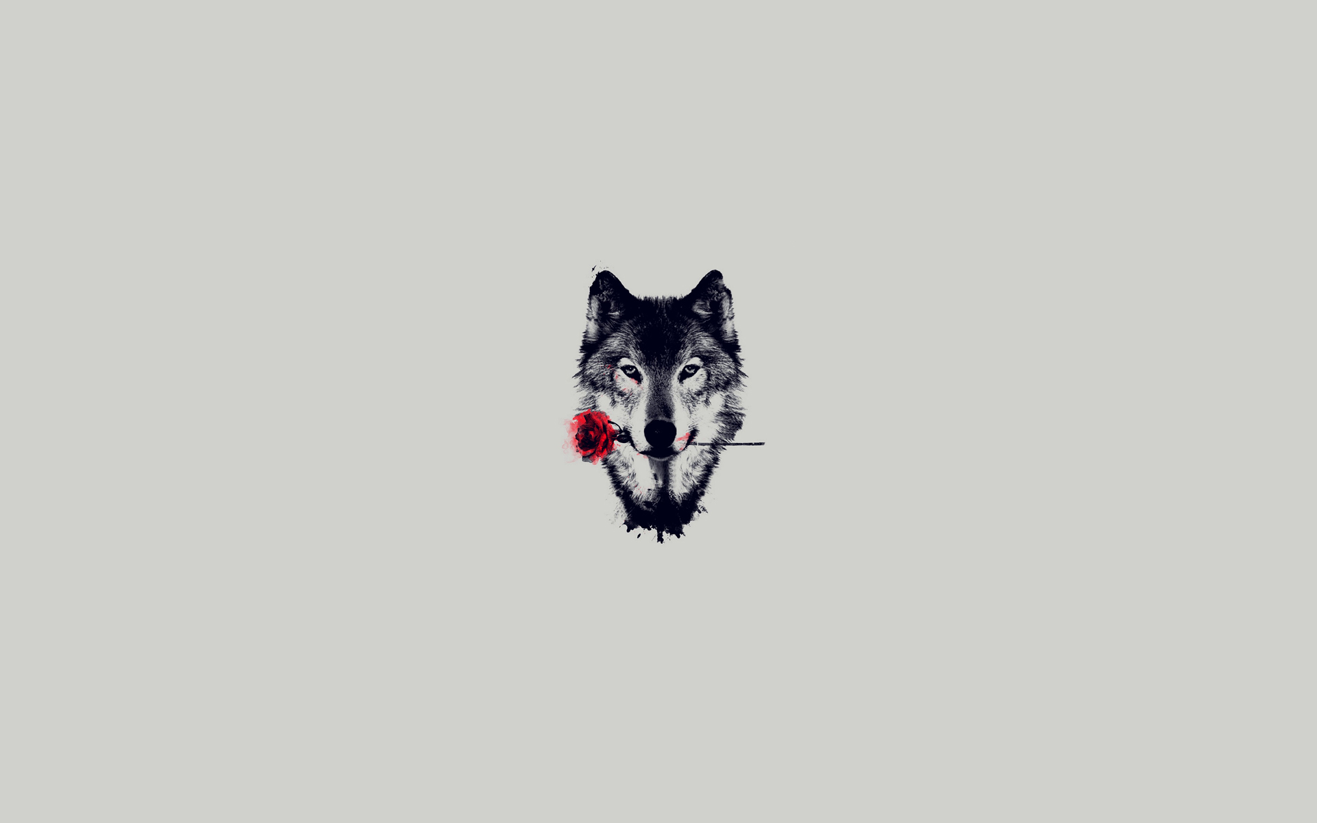 Download mobile wallpaper Rose, Wolf, Animal, Wolves for free.