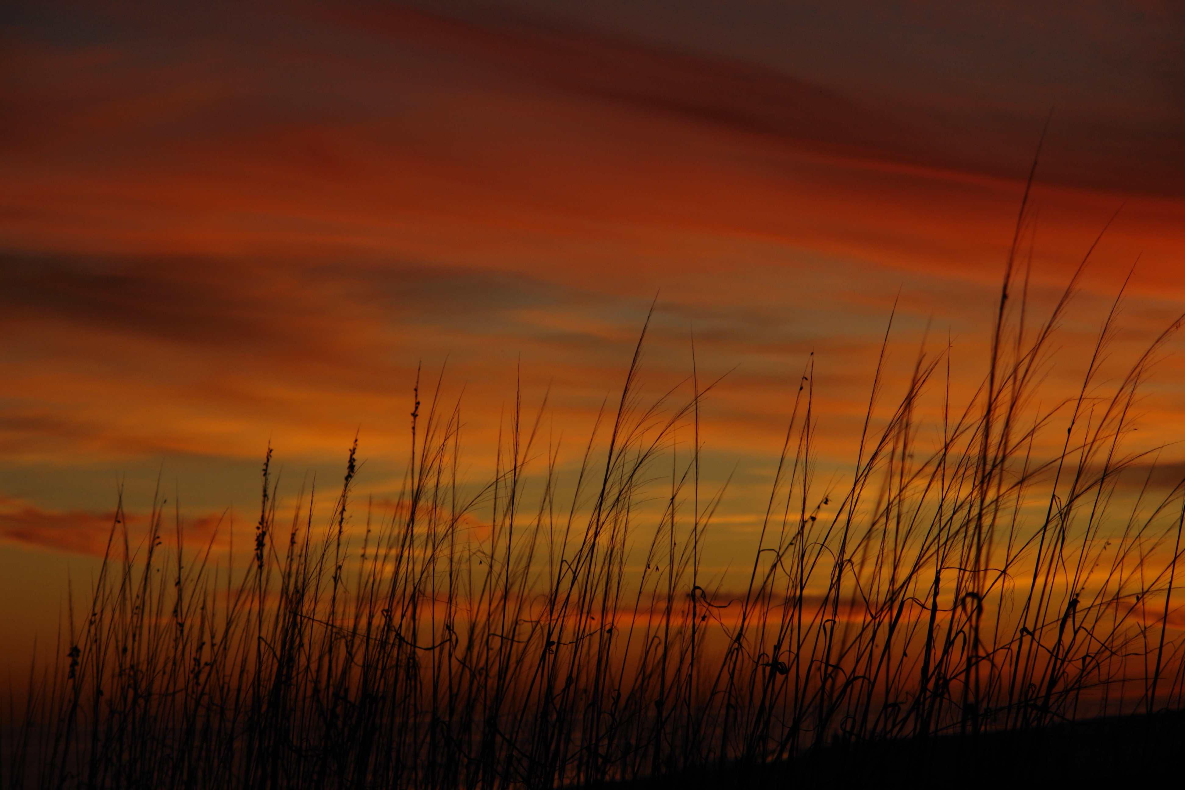 Free download wallpaper Nature, Sea Oats, Sky, Grass, Sunset on your PC desktop