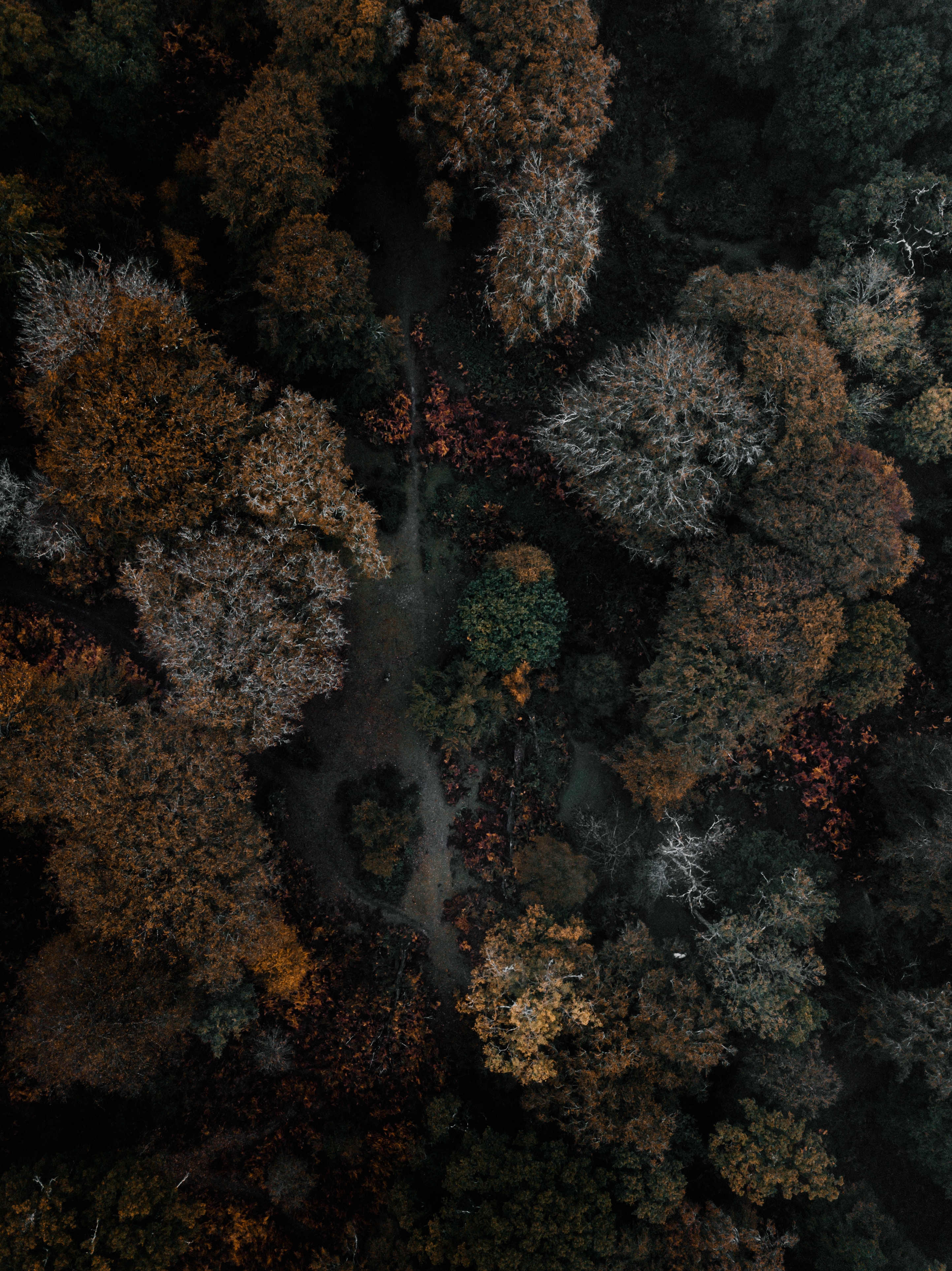 Скачать картинку Деревья, Лес, Вид Сверху, Темный, Природа, Осень в телефон бесплатно.