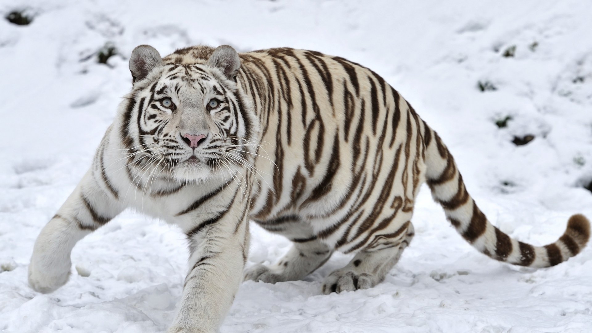 Baixe gratuitamente a imagem Animais, Gatos, Tigre, Tigre Branco na área de trabalho do seu PC