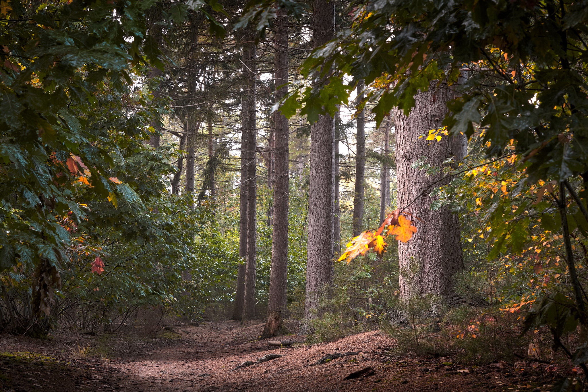 Handy-Wallpaper Natur, Herbst, Wald, Erde/natur kostenlos herunterladen.