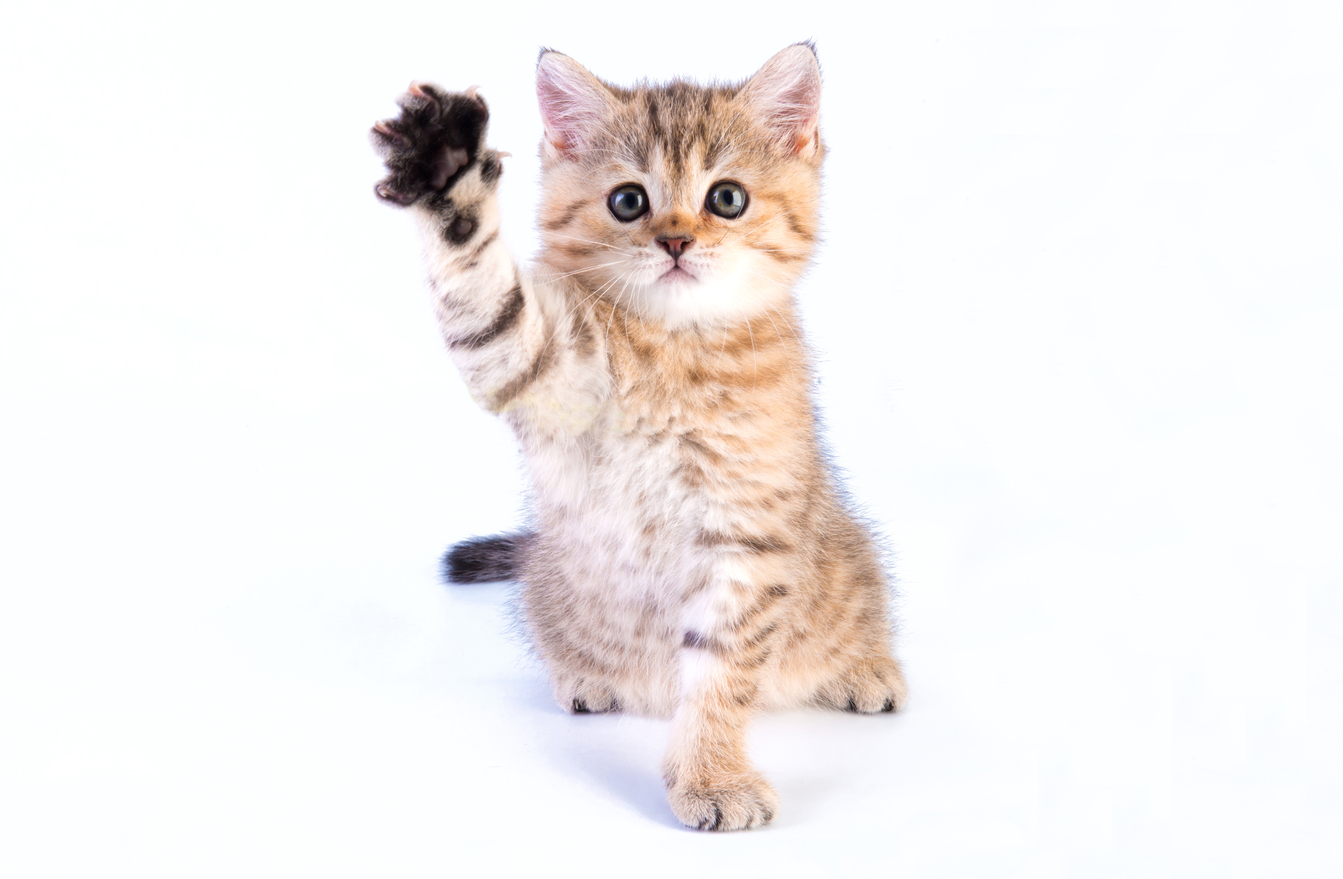 953016 descargar imagen animales, lindo, gato, gatito, pata: fondos de pantalla y protectores de pantalla gratis