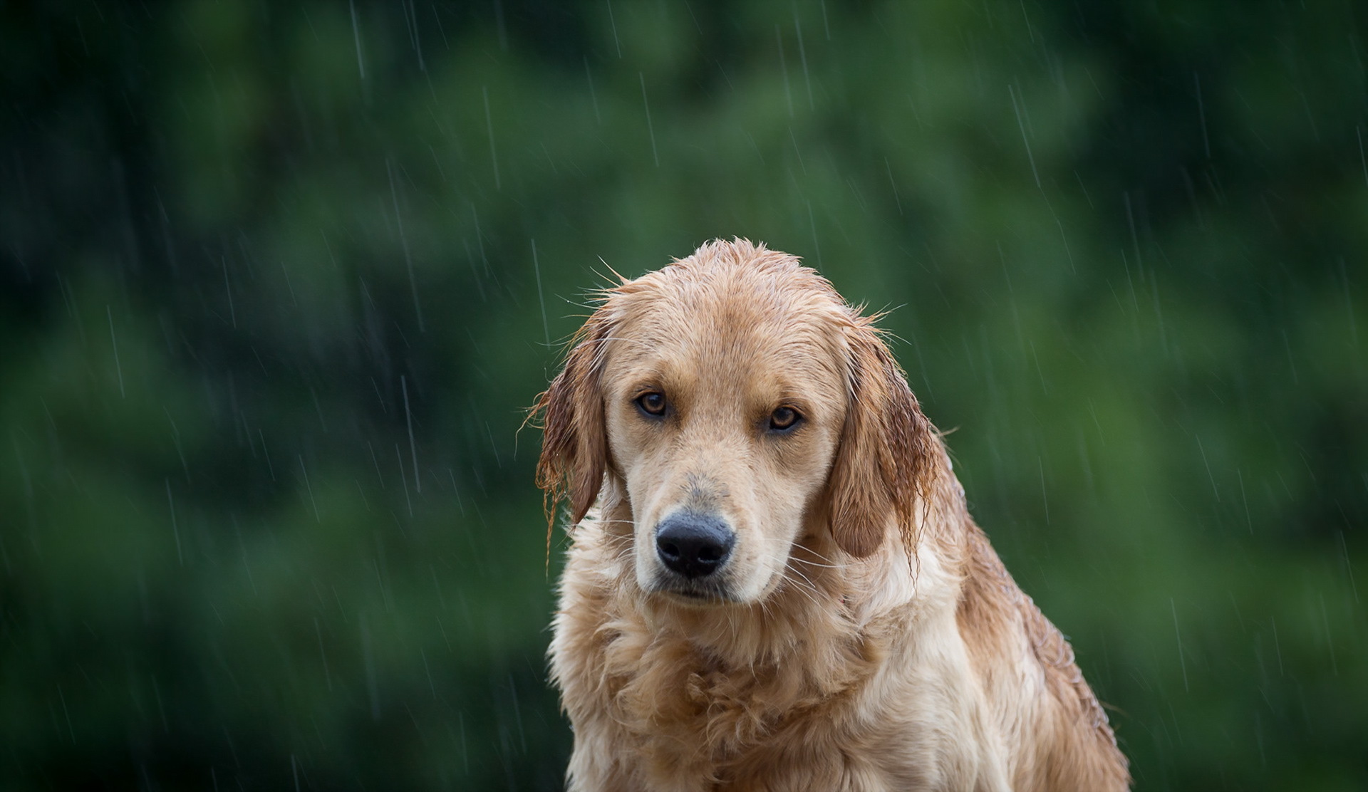 Laden Sie das Tiere, Hunde, Regen, Hund, Schnauze, Golden Retriever, Starren-Bild kostenlos auf Ihren PC-Desktop herunter