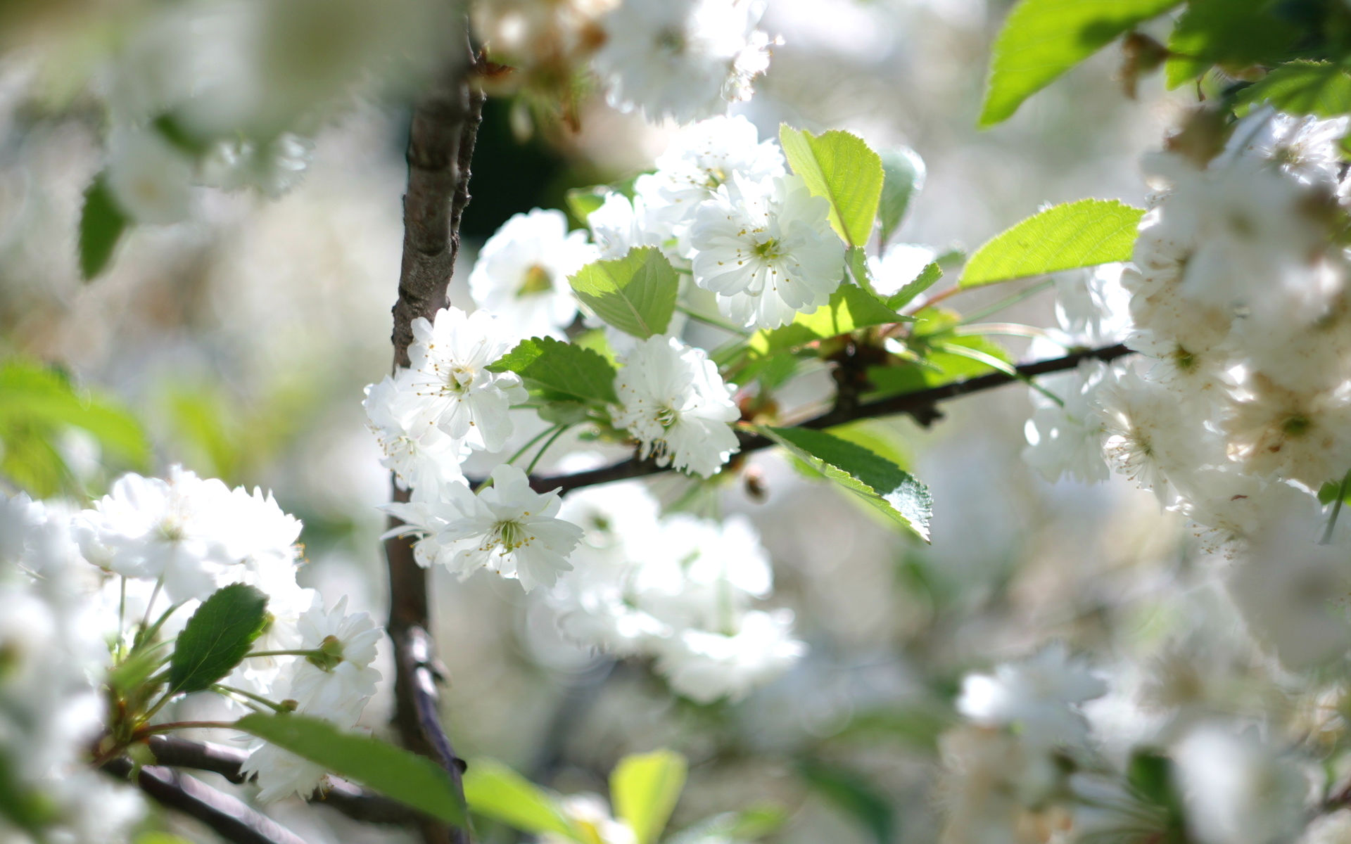 Free download wallpaper Blossom, Flowers, Earth on your PC desktop