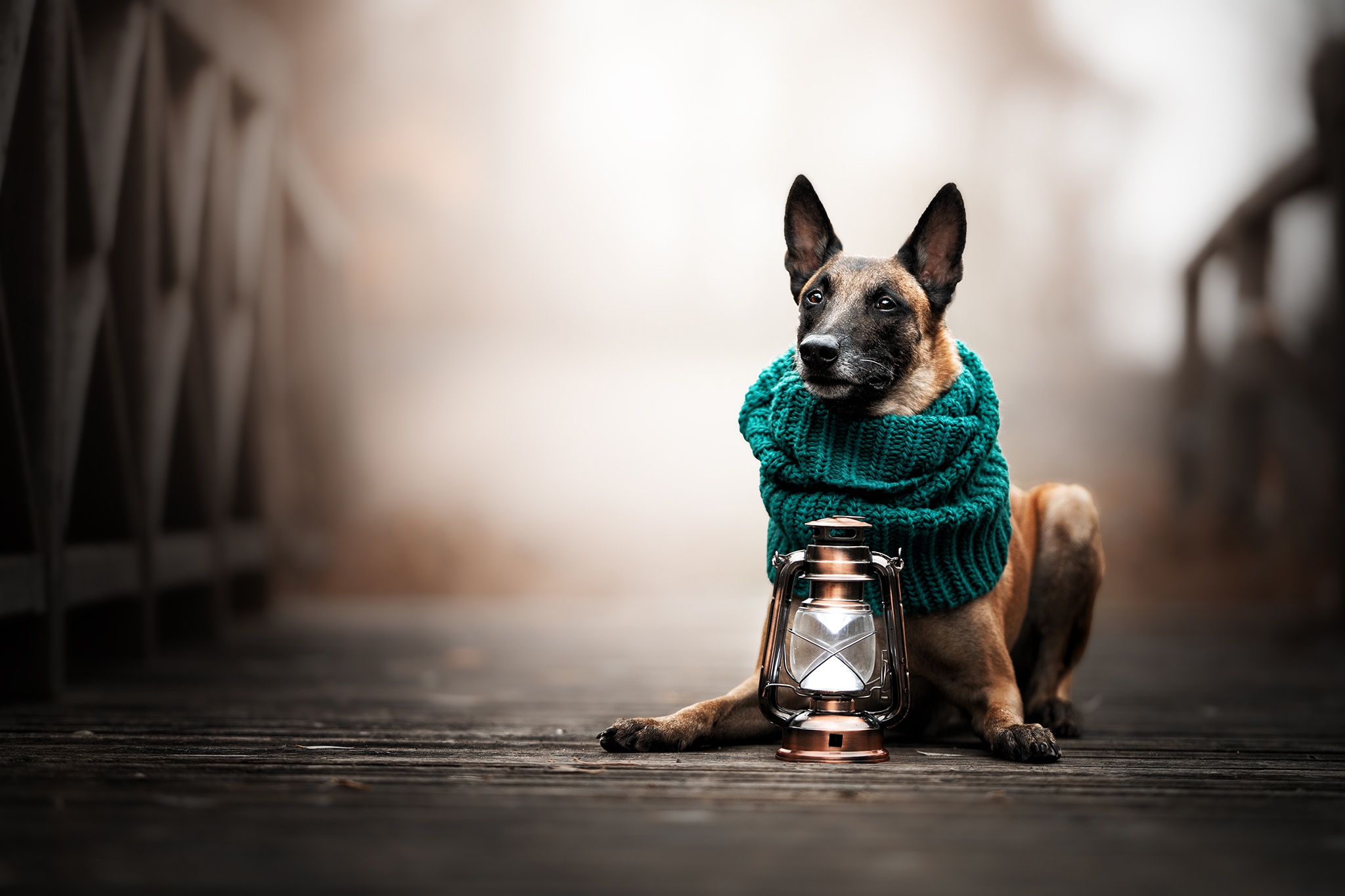 Download mobile wallpaper Dogs, Dog, Lantern, Animal, Scarf, Belgian Shepherd for free.