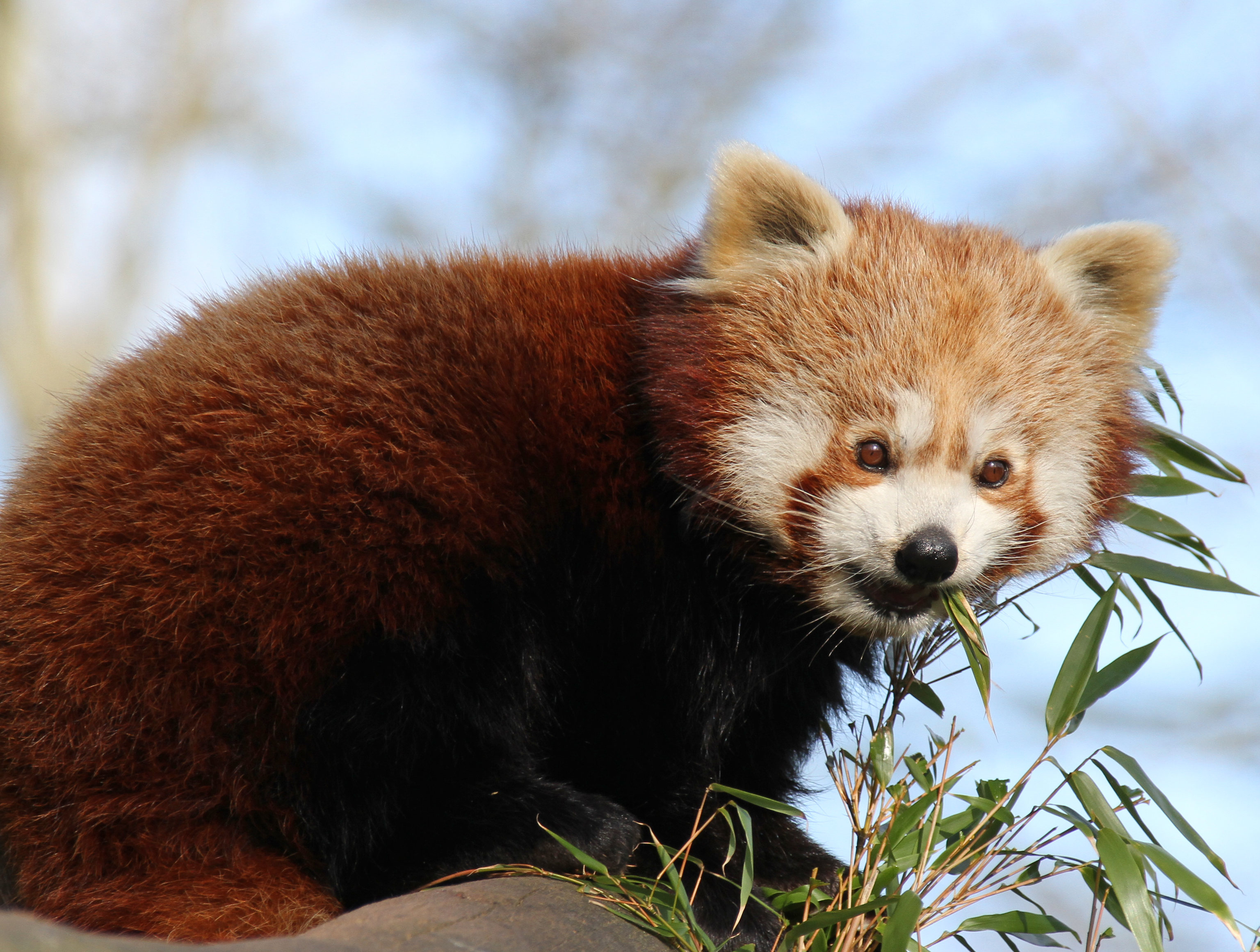animals, animal, nice, sweetheart, bamboo, red panda Image for desktop