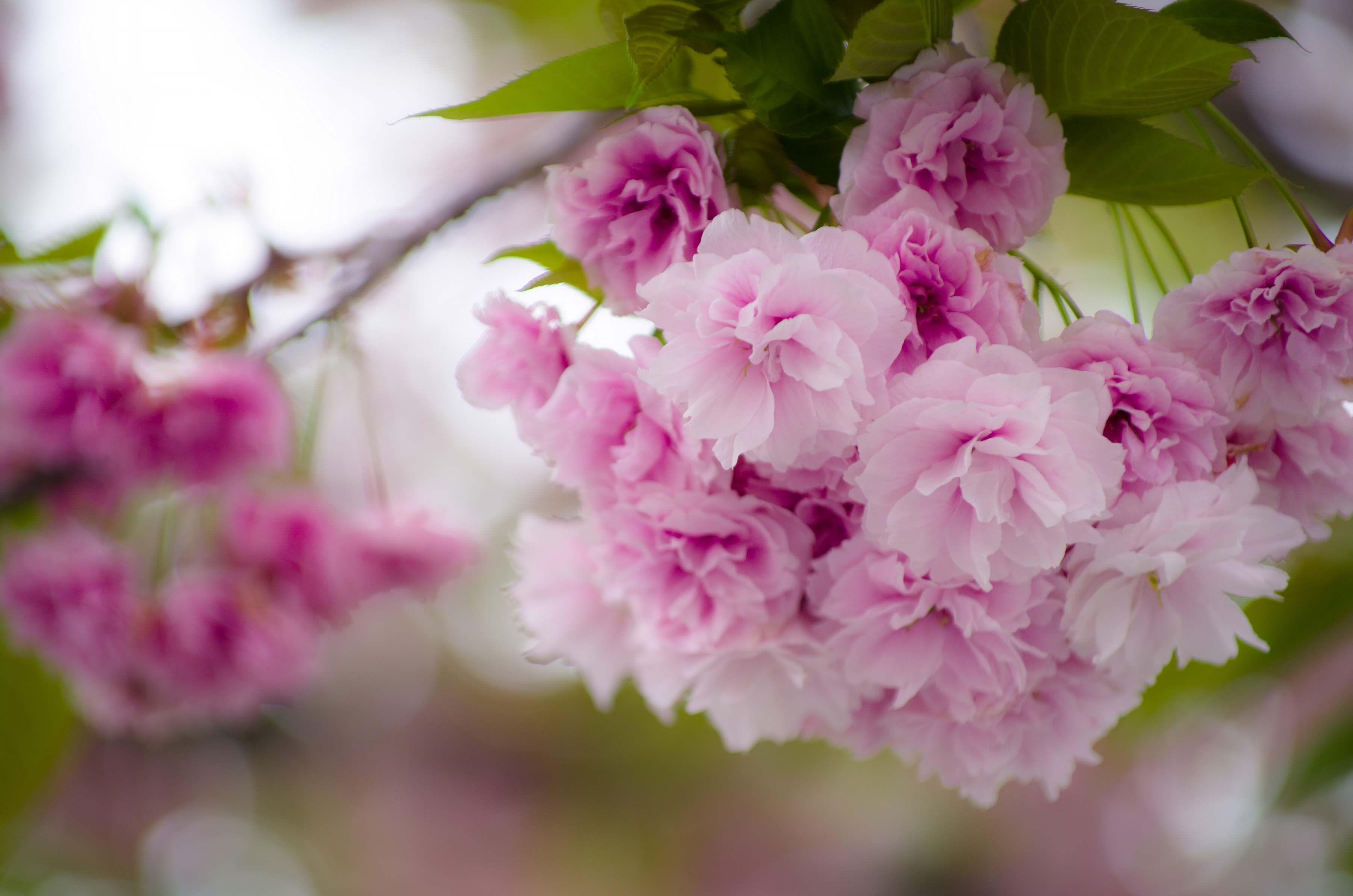 Download mobile wallpaper Sakura, Flower, Macro, Branch, Earth, Spring, Blossom for free.