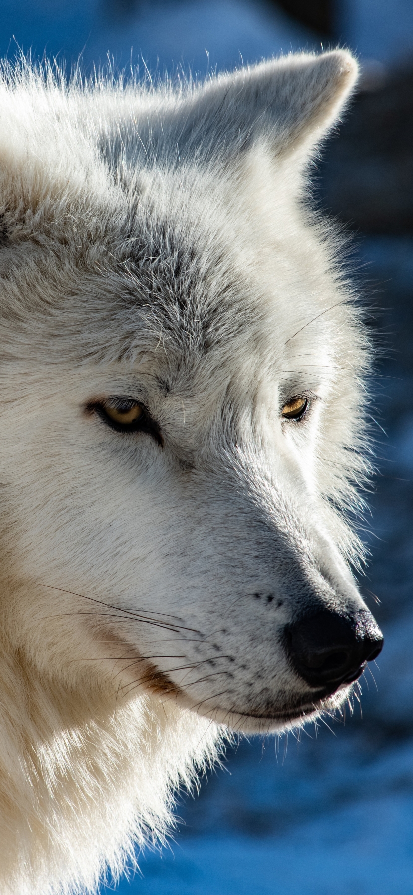 Download mobile wallpaper Wolf, Animal, Arctic Wolf, Wolves for free.