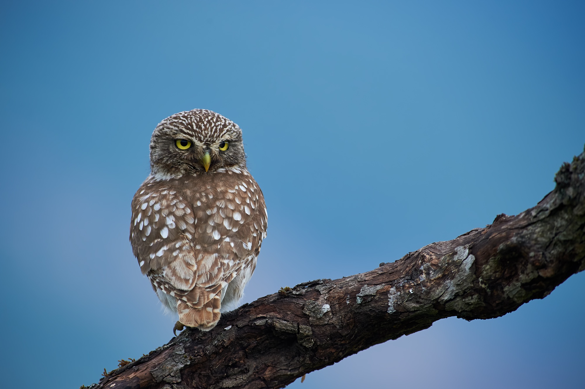 Download mobile wallpaper Birds, Owl, Bird, Animal for free.