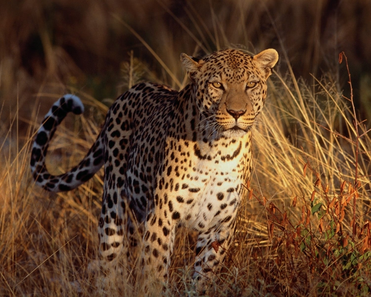Descarga gratuita de fondo de pantalla para móvil de Animales, Leopardos.