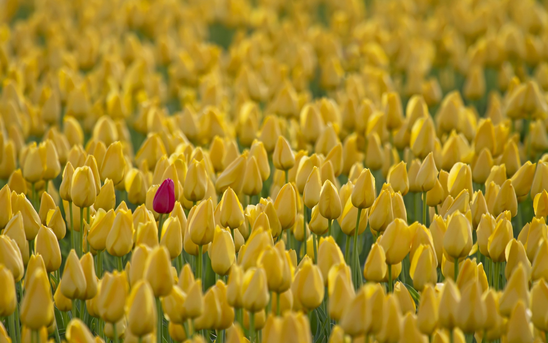 Free download wallpaper Flowers, Flower, Earth, Tulip, Yellow Flower on your PC desktop