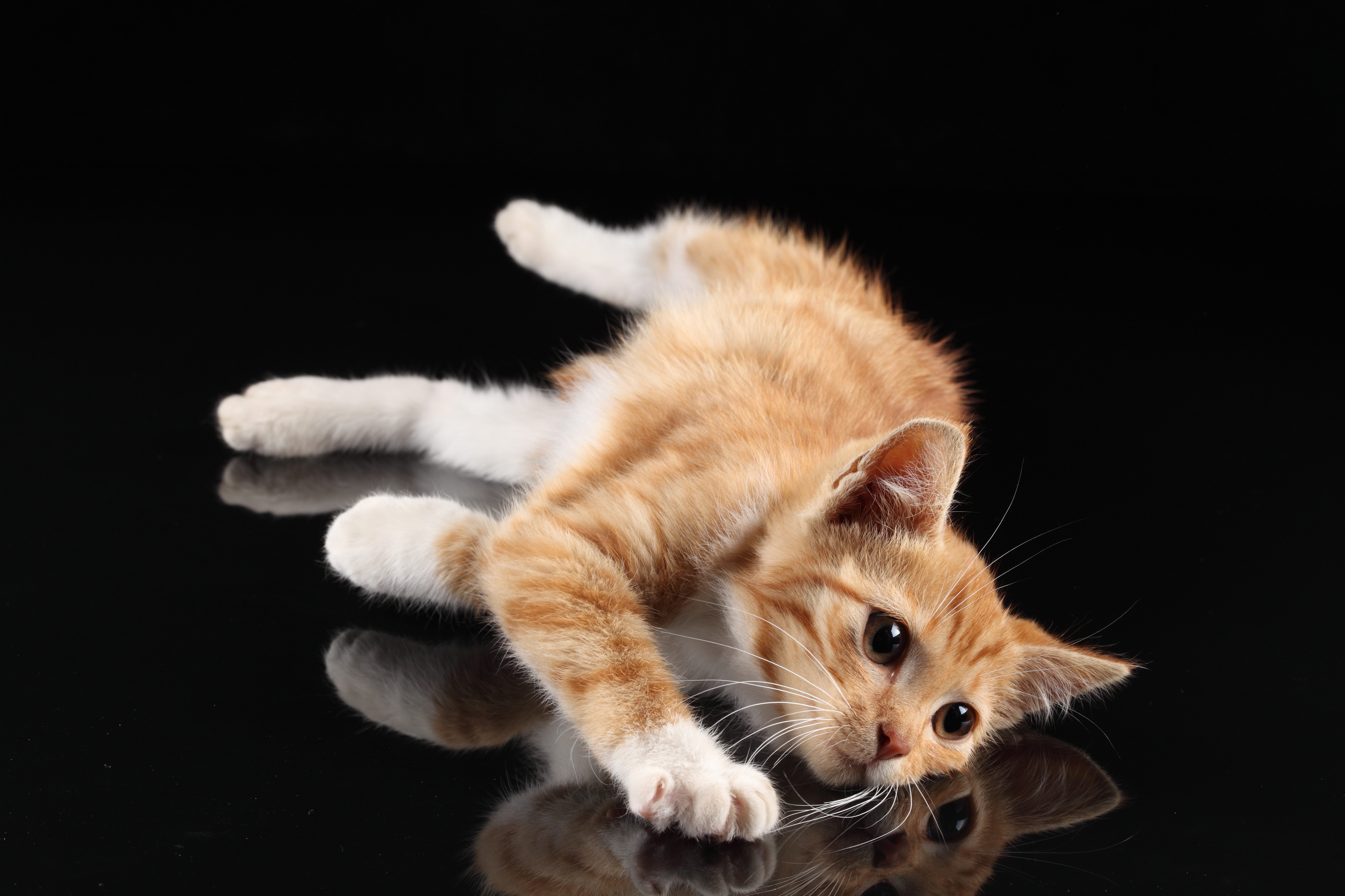 Download mobile wallpaper Reflection, To Lie Down, Lie, Kitty, Animals, Kitten for free.