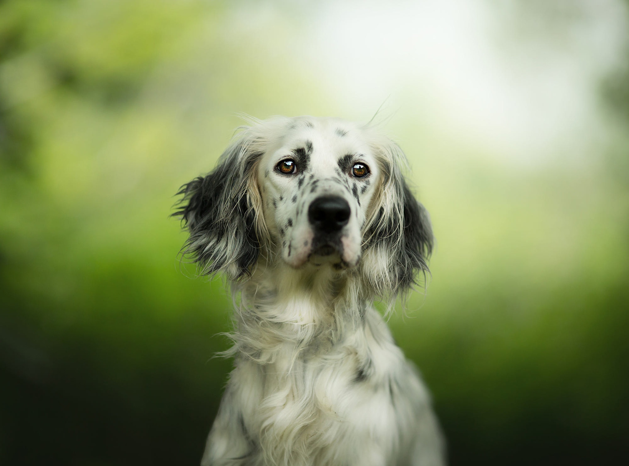 Free download wallpaper Dogs, Dog, Animal, English Setter on your PC desktop