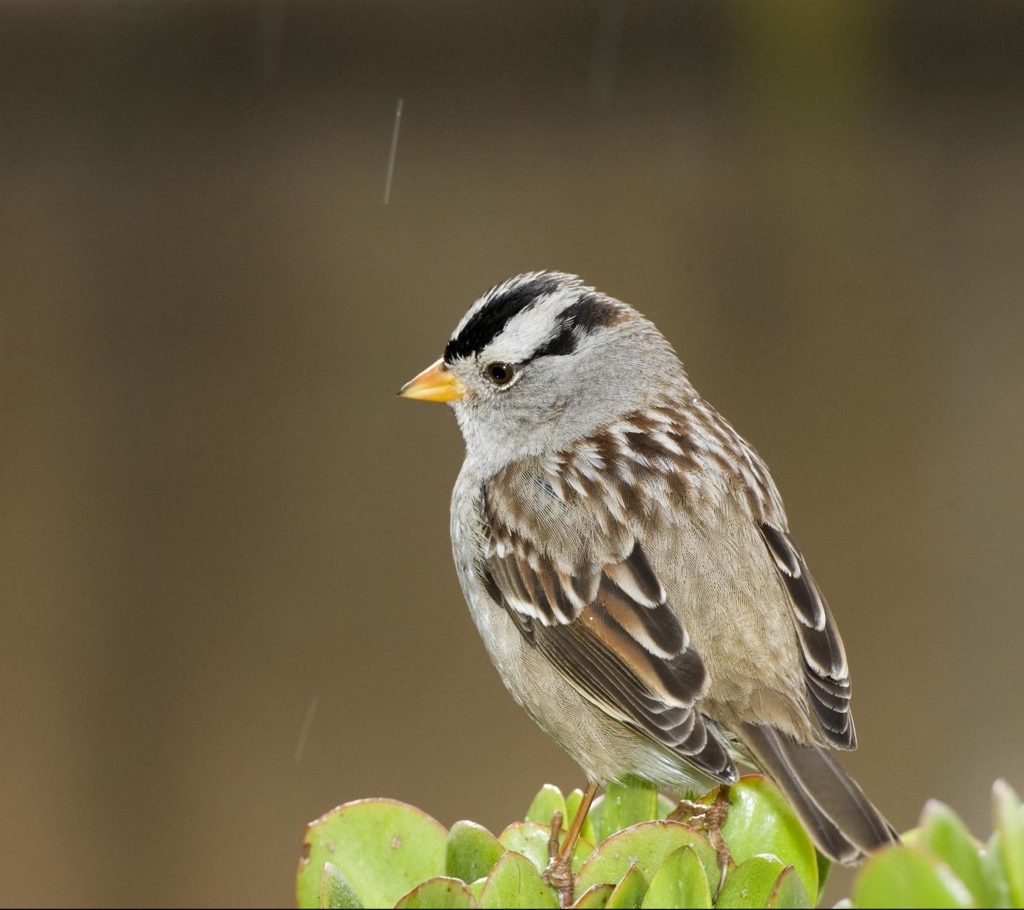 Free download wallpaper Birds, Rain, Bird, Sparrow, Animal on your PC desktop