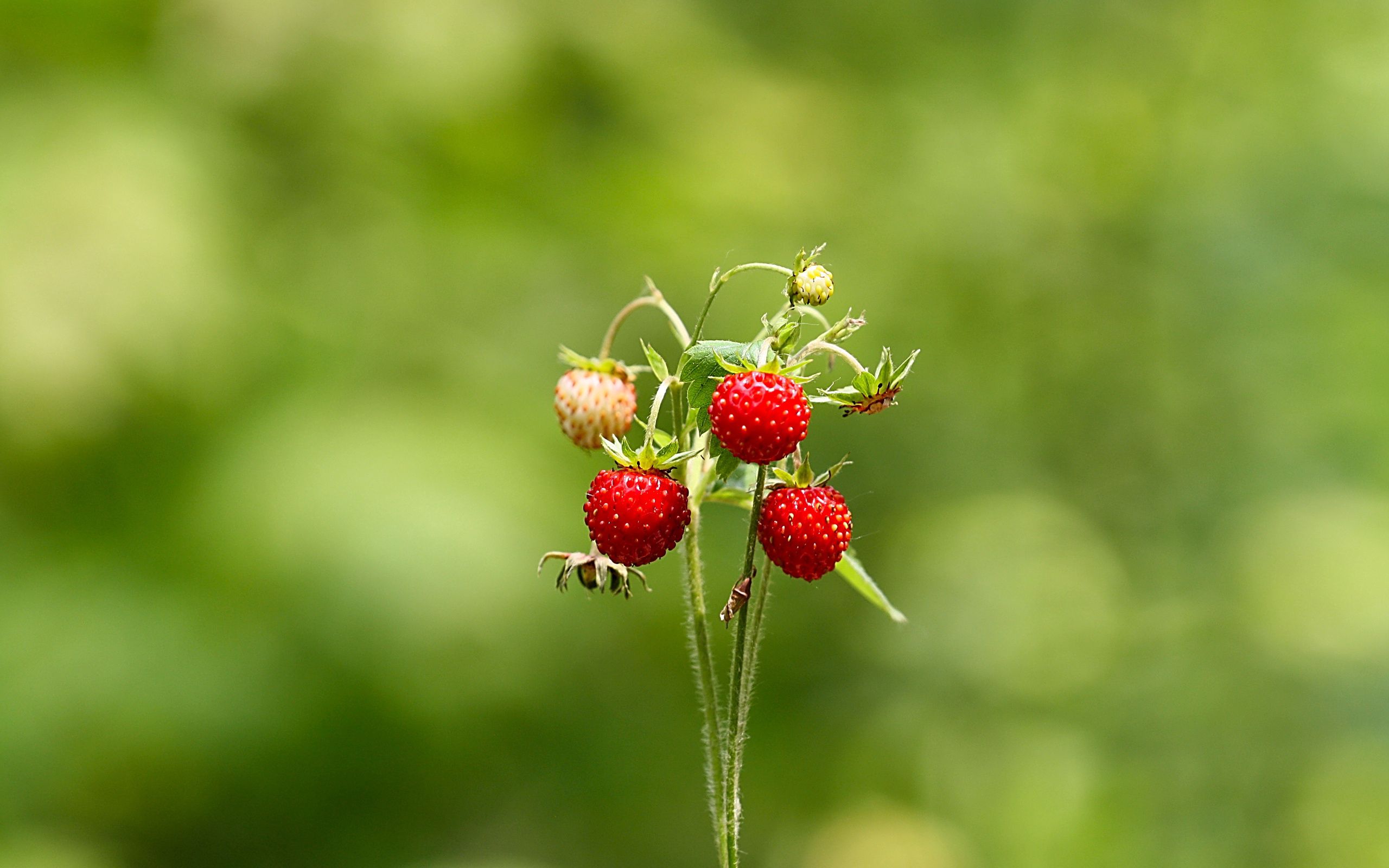 strawberry, greens, wild strawberries, macro, summer, forest HD wallpaper