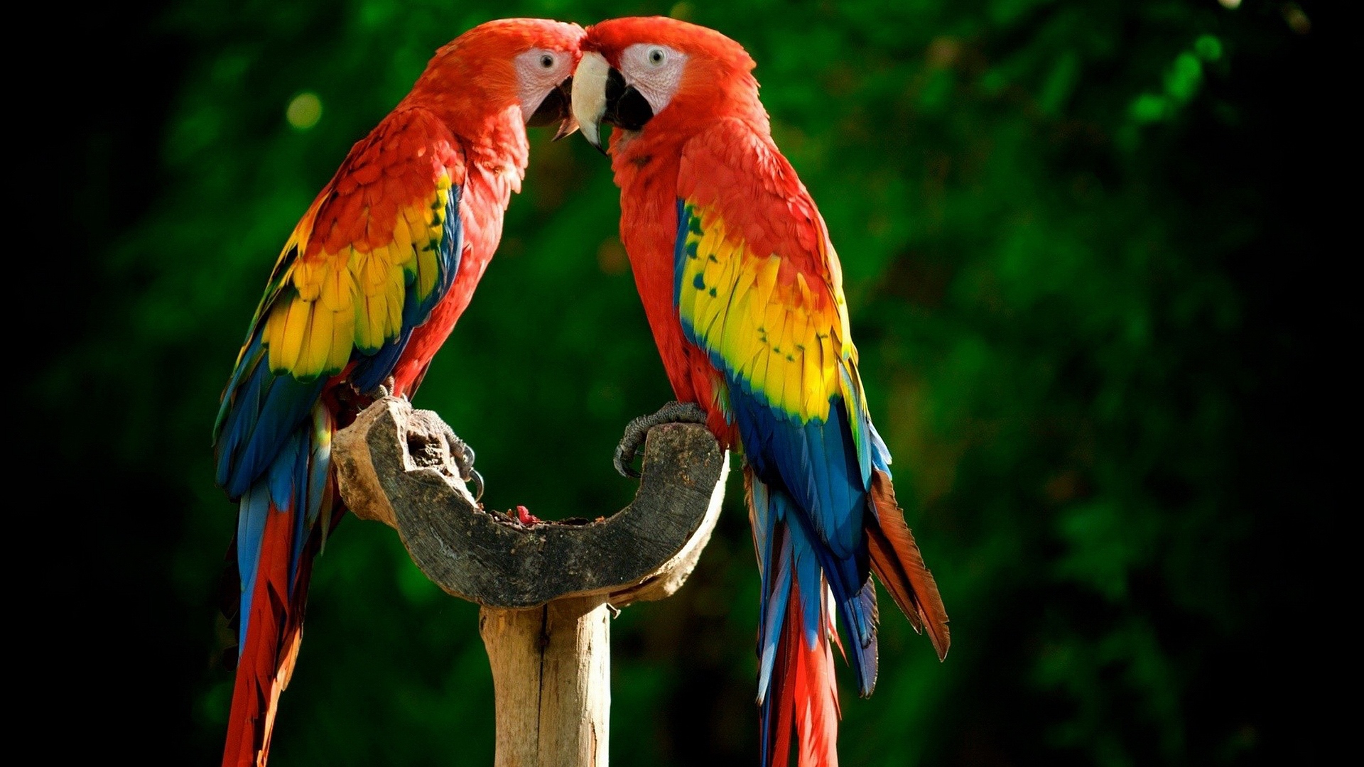 Free download wallpaper Bird, Animal, Parrot, Scarlet Macaw on your PC desktop