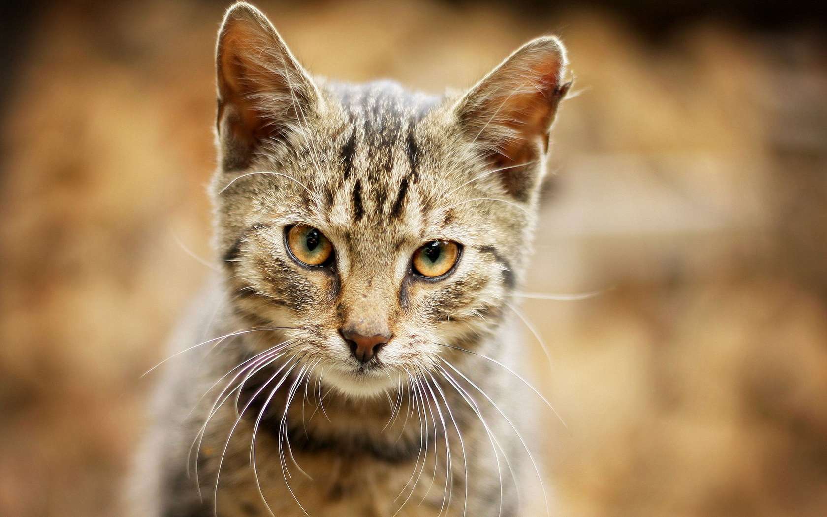 Handy-Wallpaper Tiere, Katzen, Katze kostenlos herunterladen.