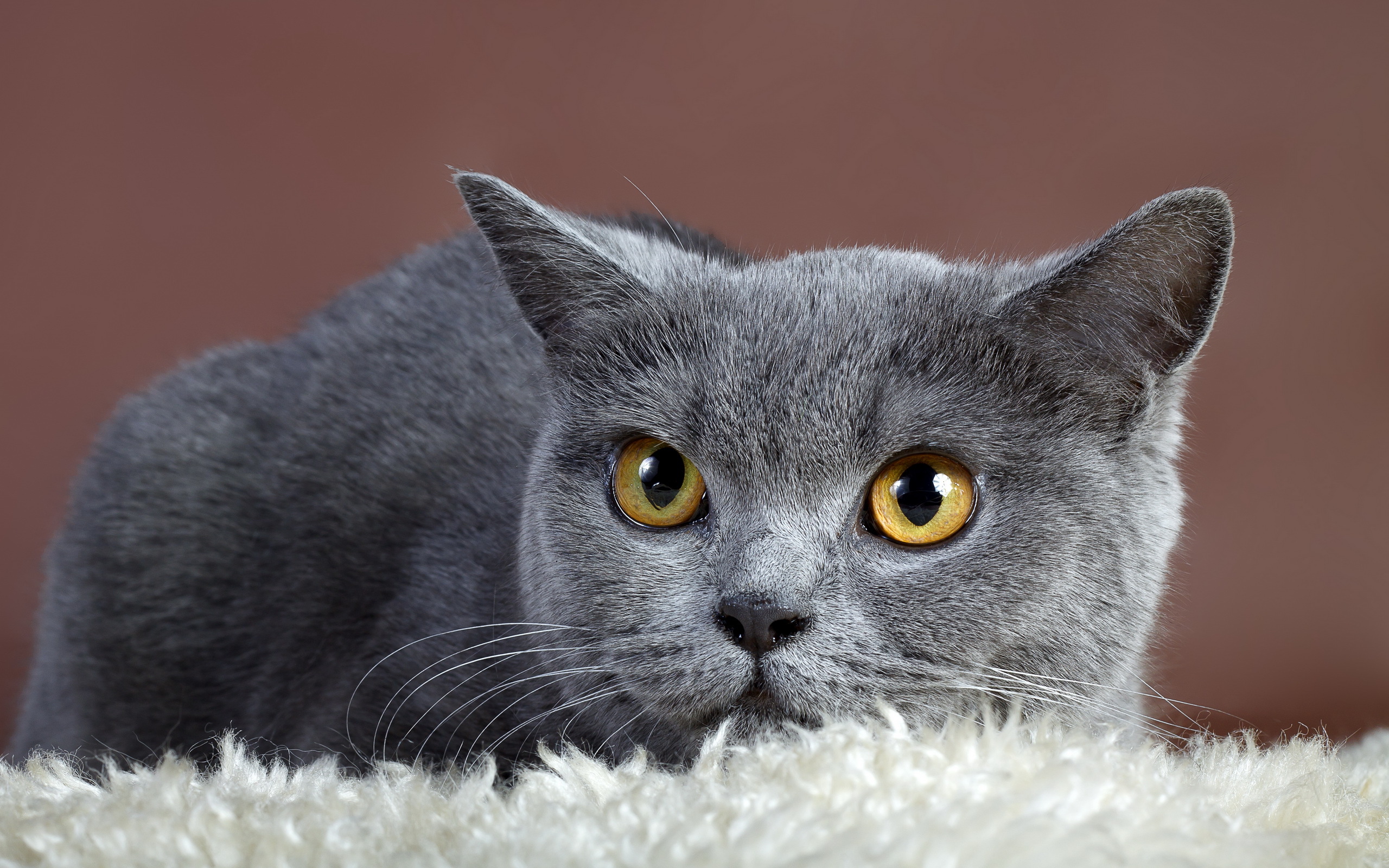 300721 économiseurs d'écran et fonds d'écran Chats sur votre téléphone. Téléchargez  images gratuitement