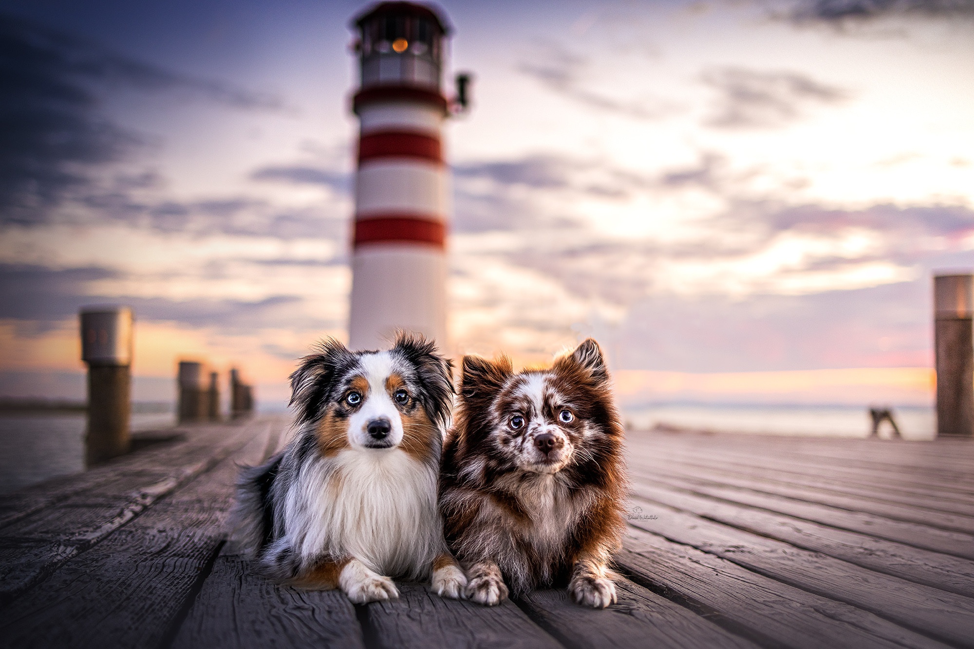 Baixar papel de parede para celular de Animais, Cães, Cão gratuito.