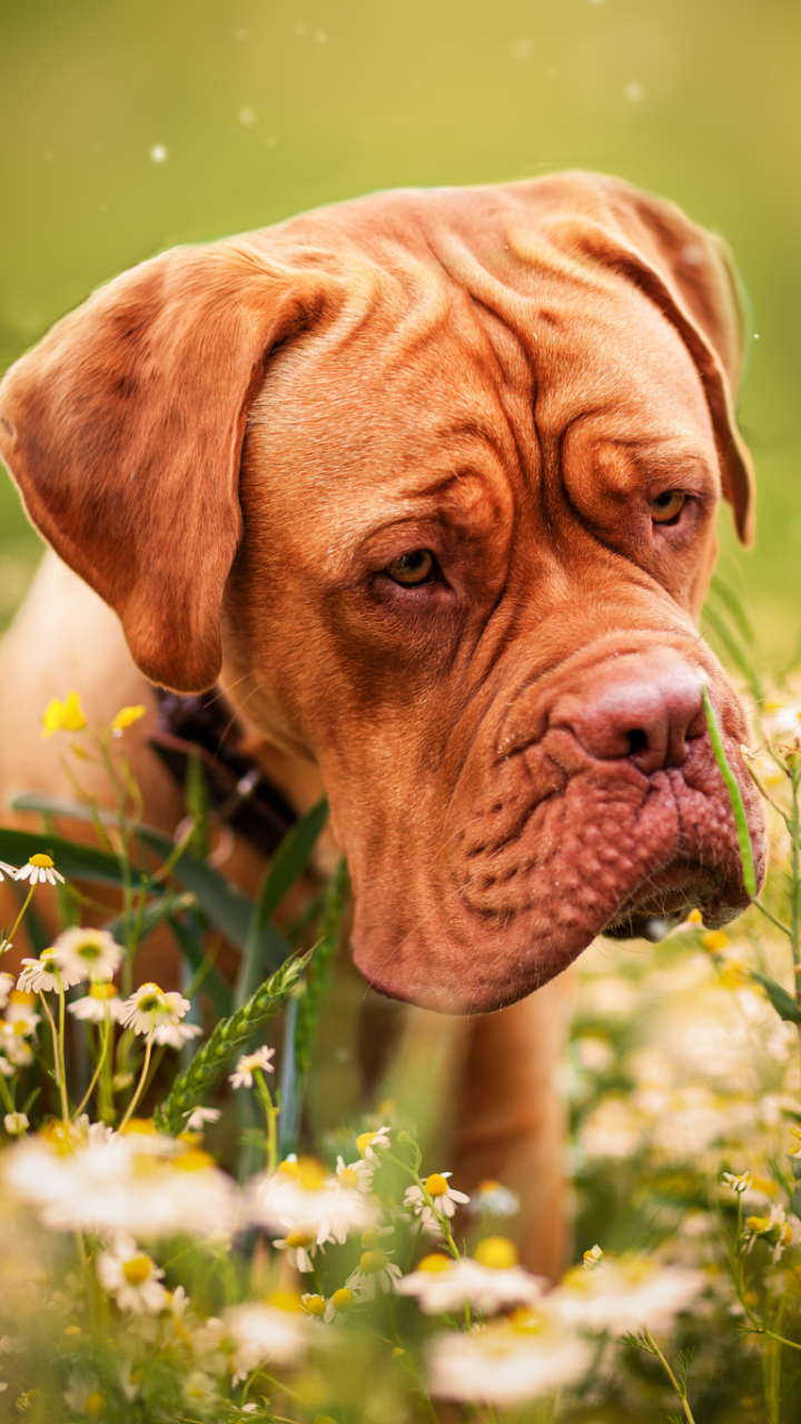Download mobile wallpaper Dogs, Flower, Dog, Muzzle, Animal, Dogue De Bordeaux for free.