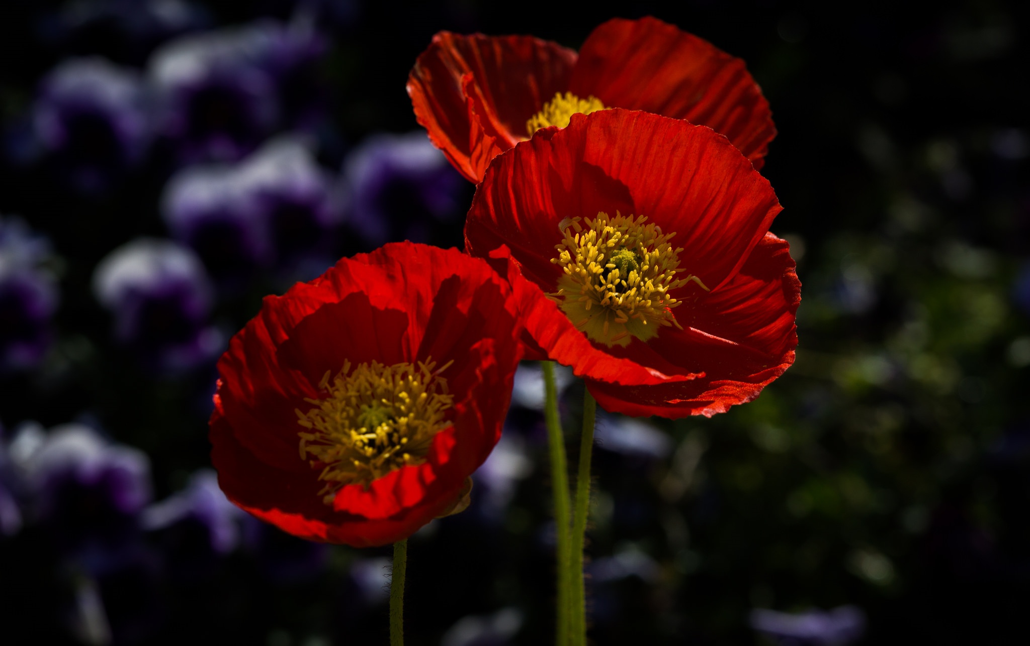 Handy-Wallpaper Blumen, Mohn, Erde/natur kostenlos herunterladen.