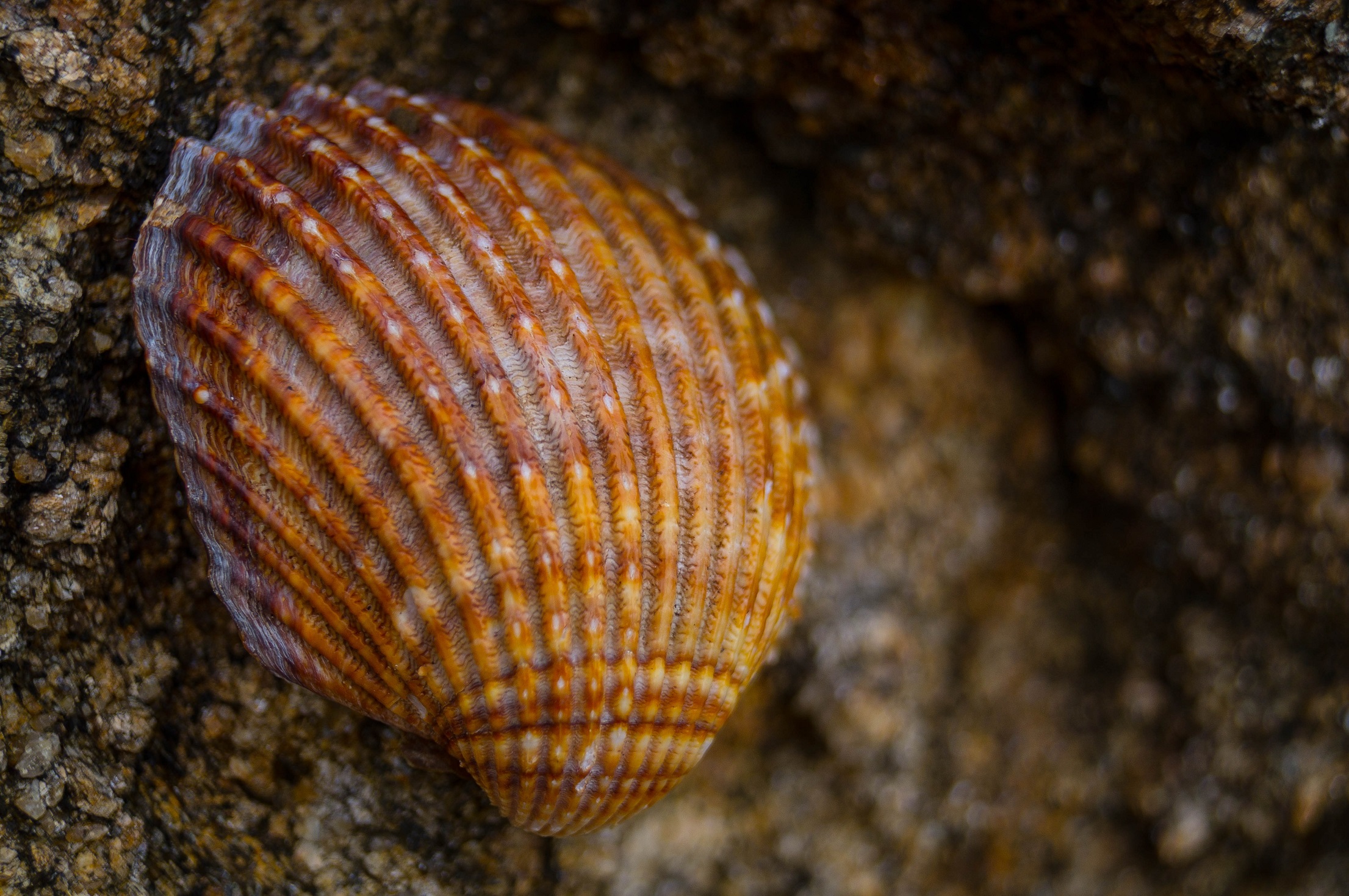 Download mobile wallpaper Nature, Close Up, Earth, Shell for free.