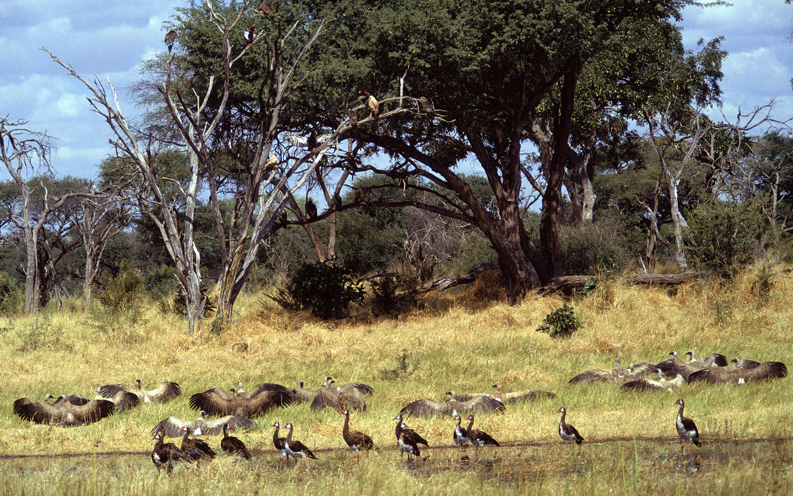 Descarga gratuita de fondo de pantalla para móvil de Animales, Aves, Ave.