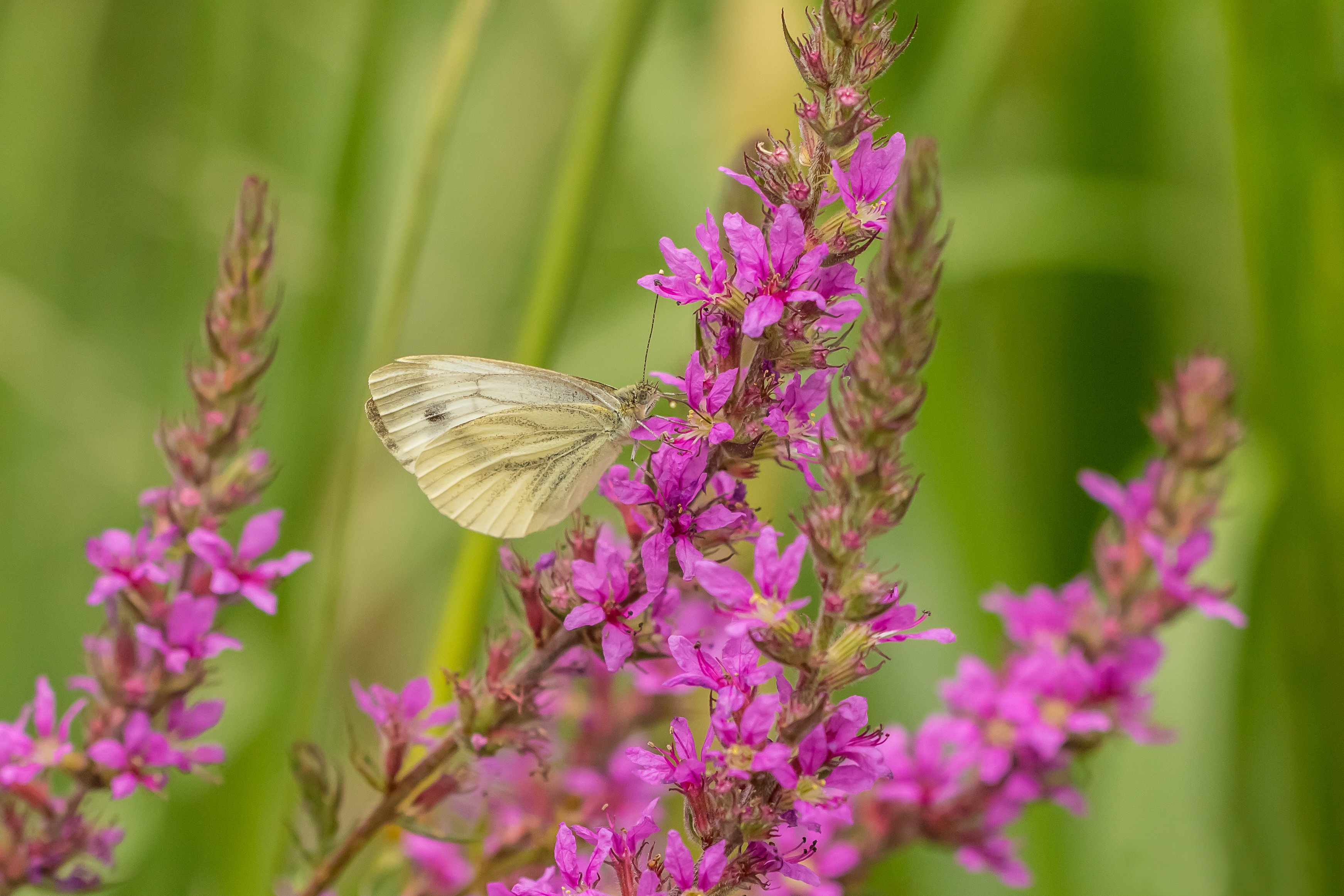 Descarga gratis la imagen Animales, Flor, Insecto, Mariposa, Macrofotografía en el escritorio de tu PC