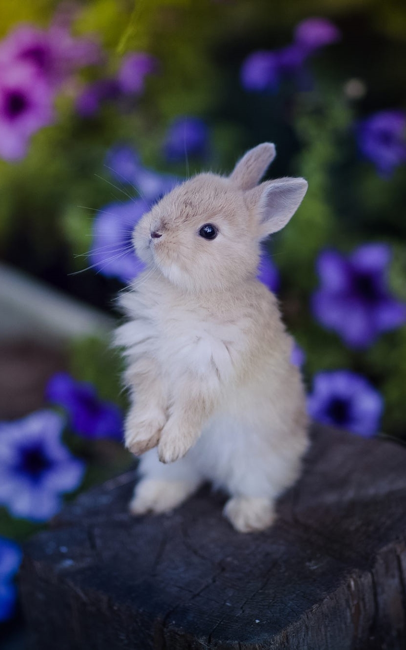 無料モバイル壁紙動物, うさぎをダウンロードします。