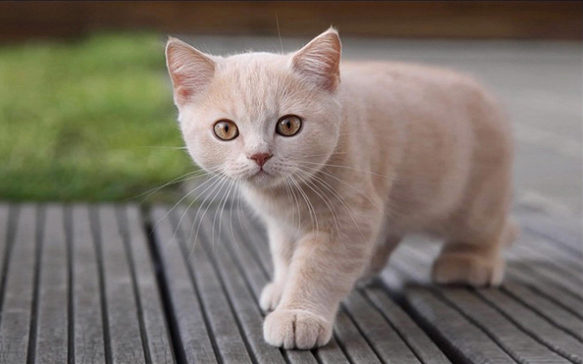 Baixe gratuitamente a imagem Animais, Gatos, Gato na área de trabalho do seu PC